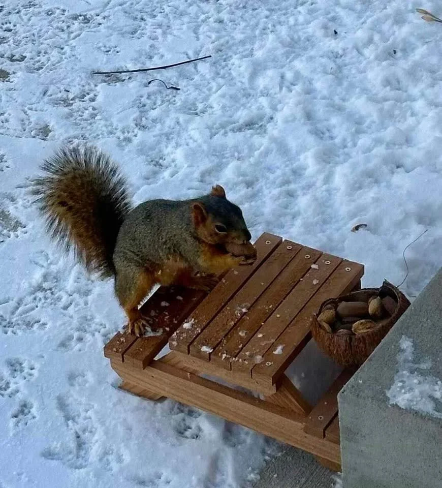 Wooden Squirrel Picnic Table Feeder