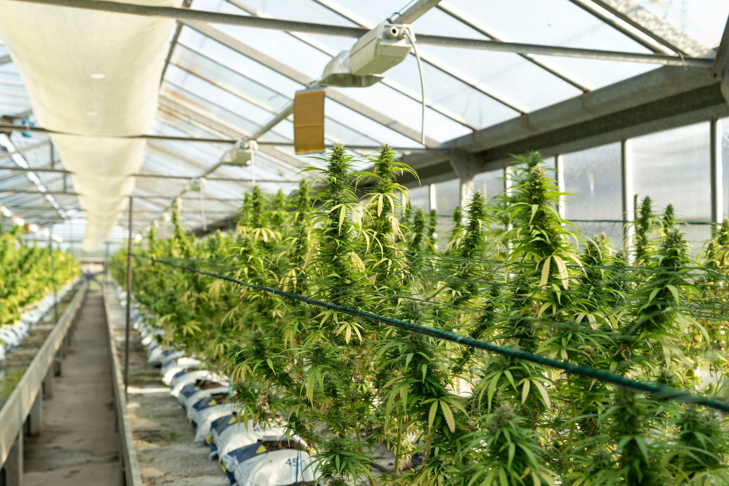 indica/sativa doesn't mean what you think it means.