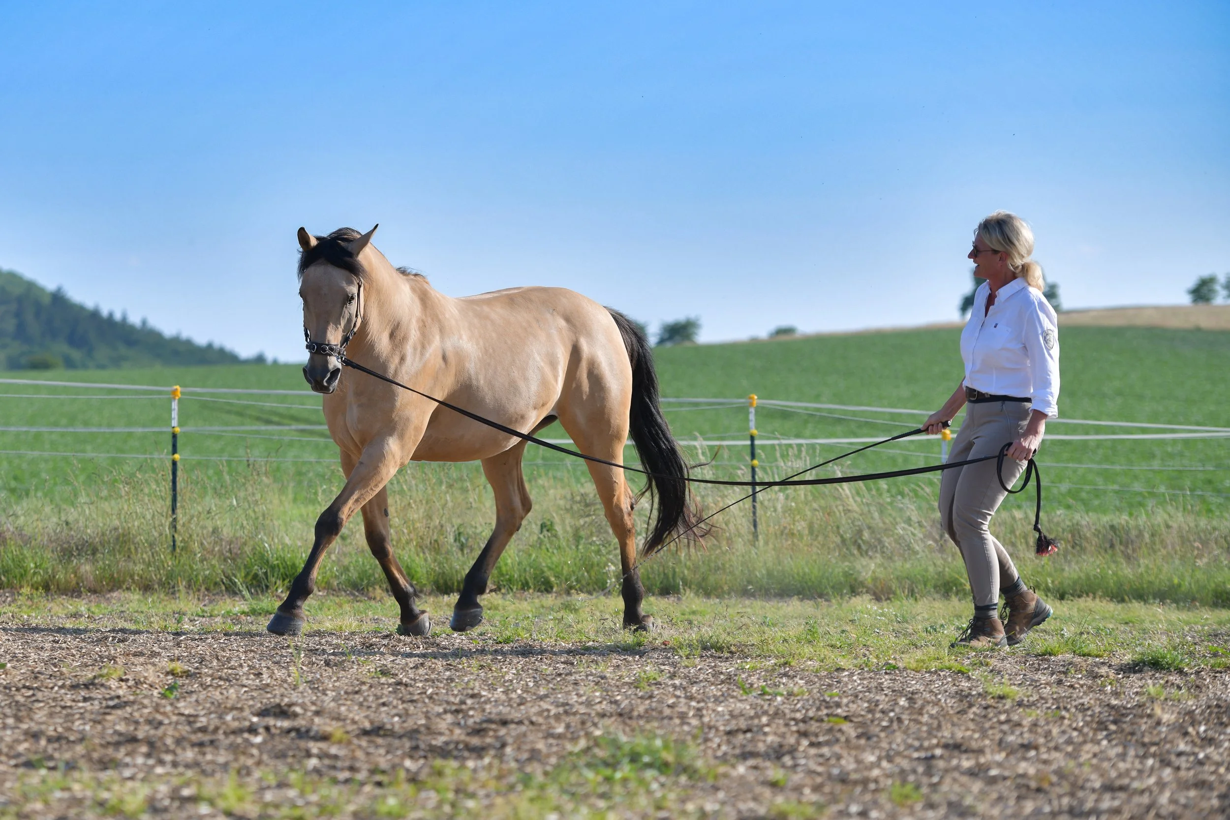 Sibylle Vahl von Reiten im Miteinander in Südniedersachsen, wie sie mit einem Pferd Longenarbeit nach akademischer Reitkunst macht.