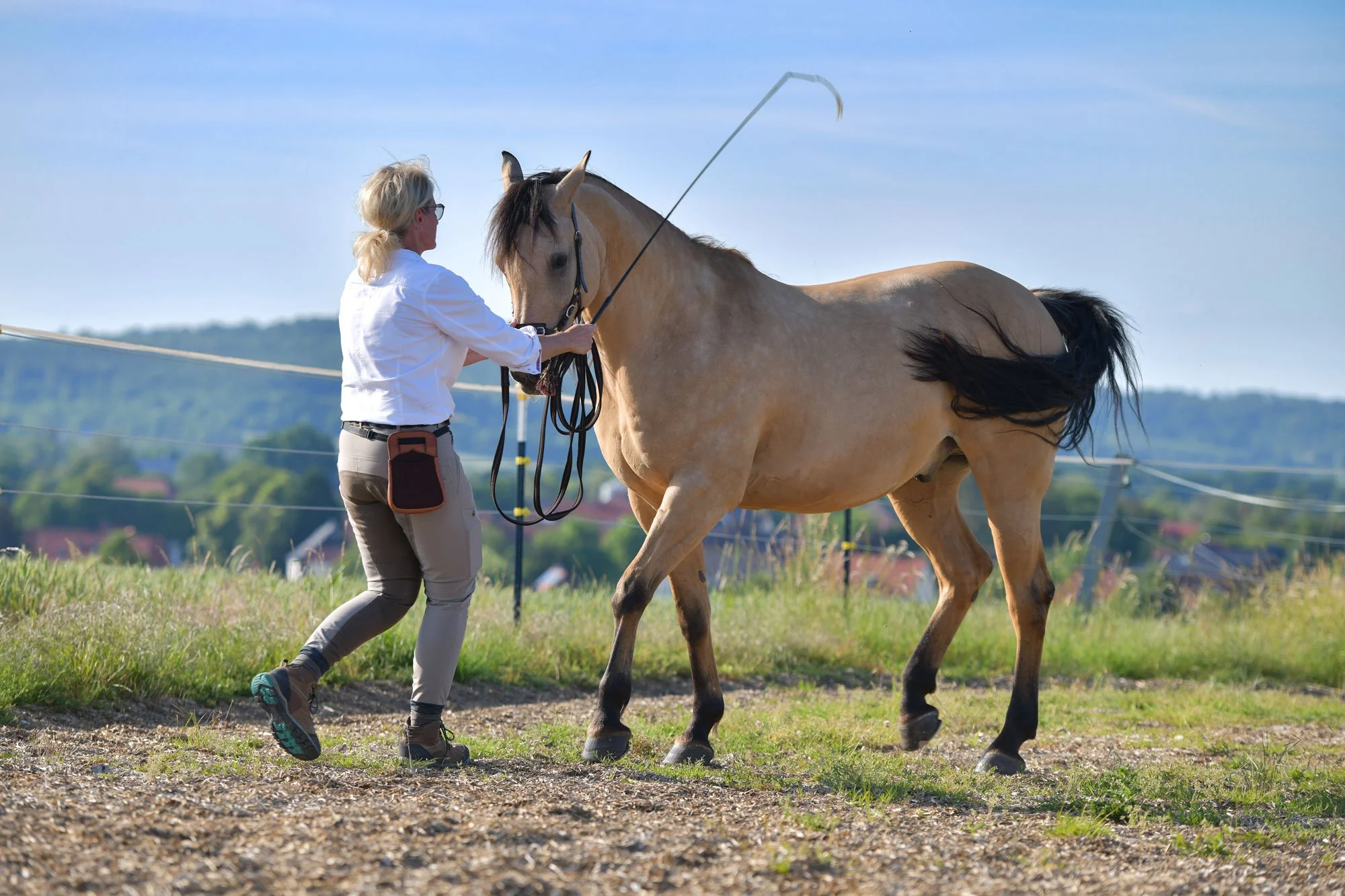 Sibylle Vahl von Reiten im Miteinander in Südniedersachsen, wie sie mit einem Pferd Bodenarbeit nach akademischer Reitkunst macht.