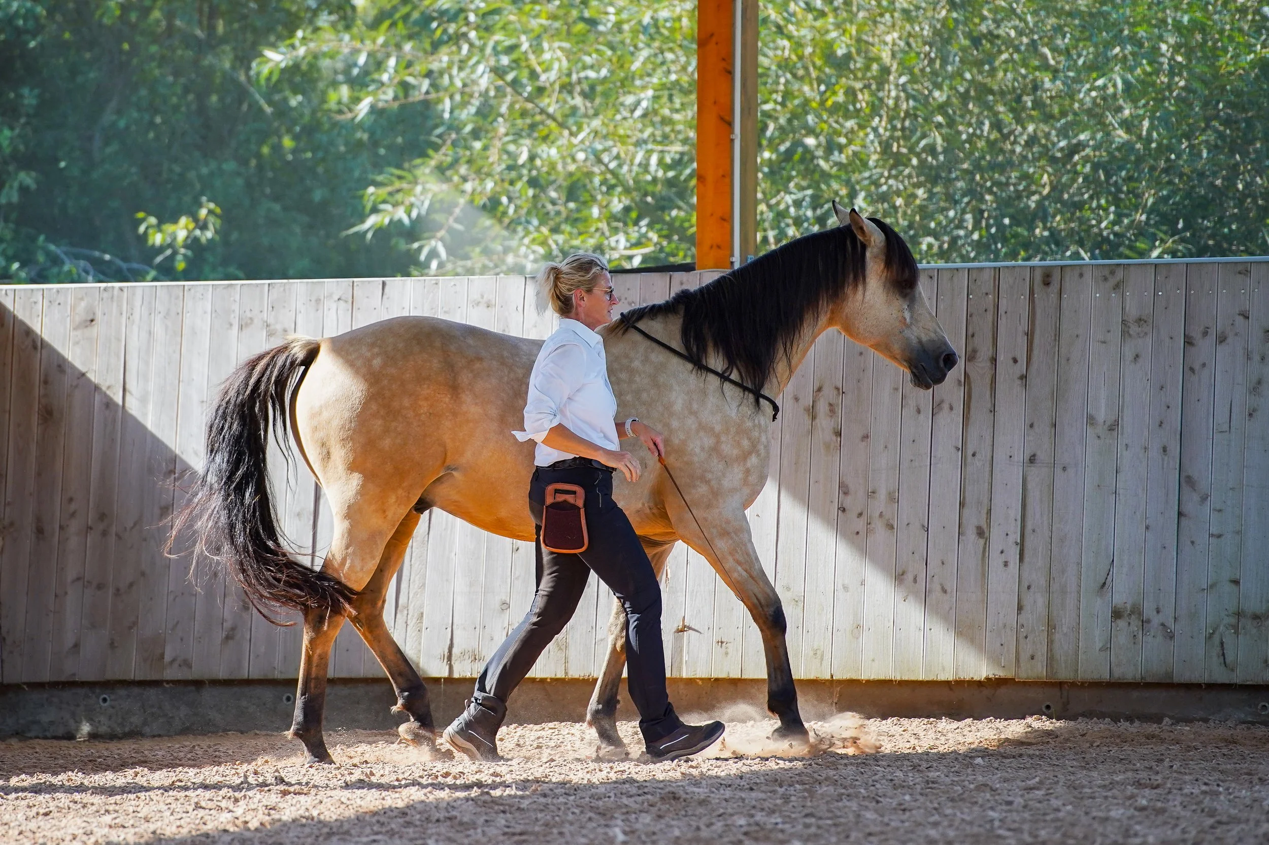 Sibylle Vahl von Reiten im Miteinander in Südniedersachsen, wie sie seitlich neben einem Pferd Bodenarbeit nach akademischer Reitkunst macht.