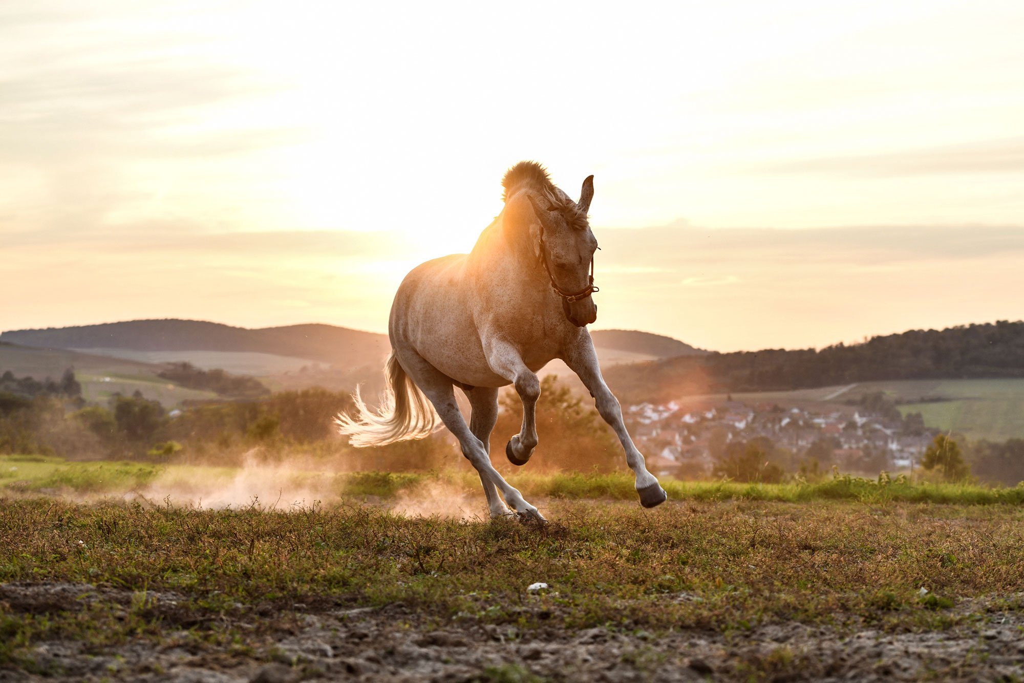 Ein Pferd von Sibylle Vahl von Reitem im Miteinander, wie es harmonisch vor Sonnenuntergang gallopiert.