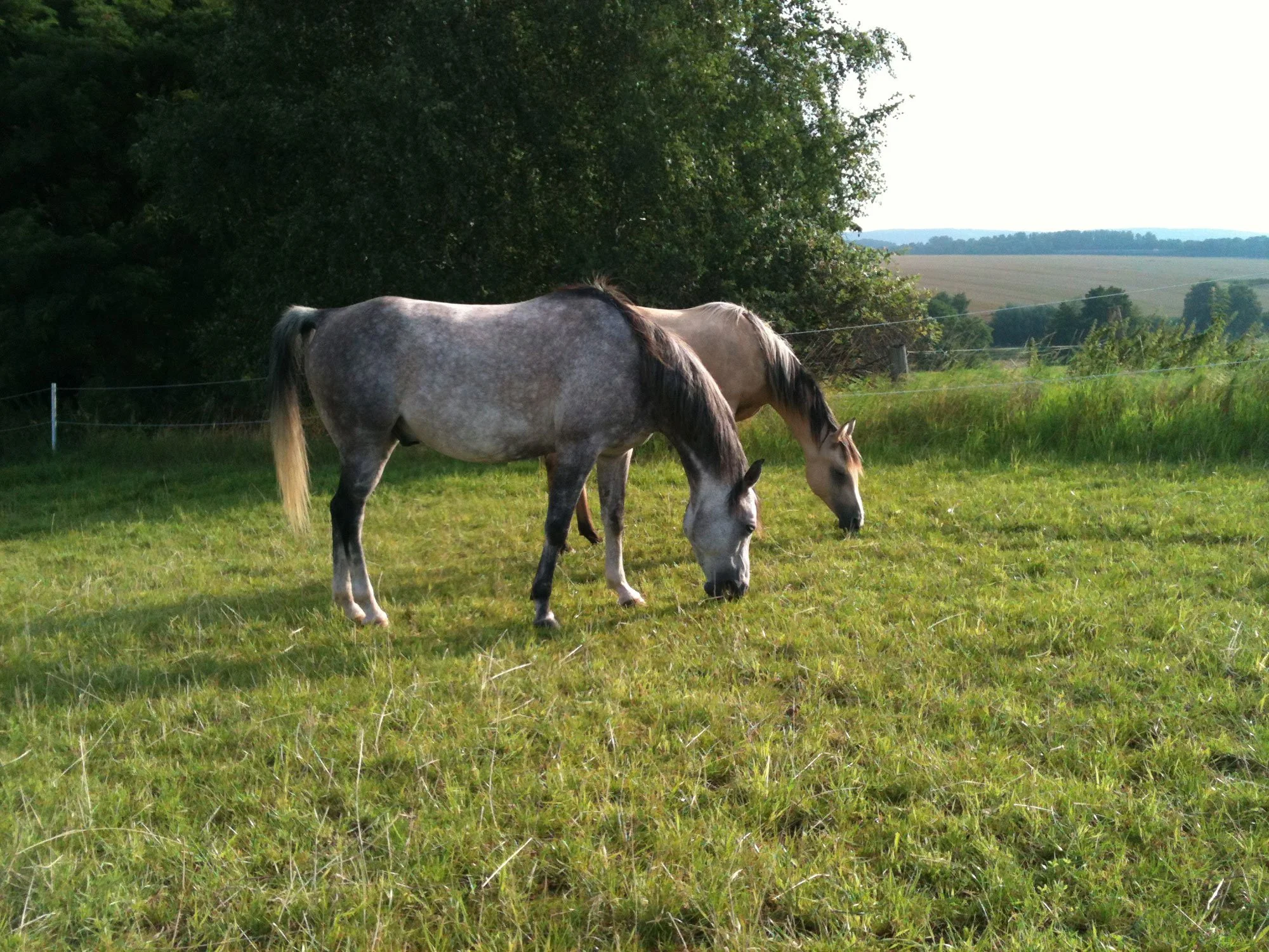 Pferde von Sibylle Vahl von Reiten im Miteinander, die ruhig grasend auf einer Weide stehen.