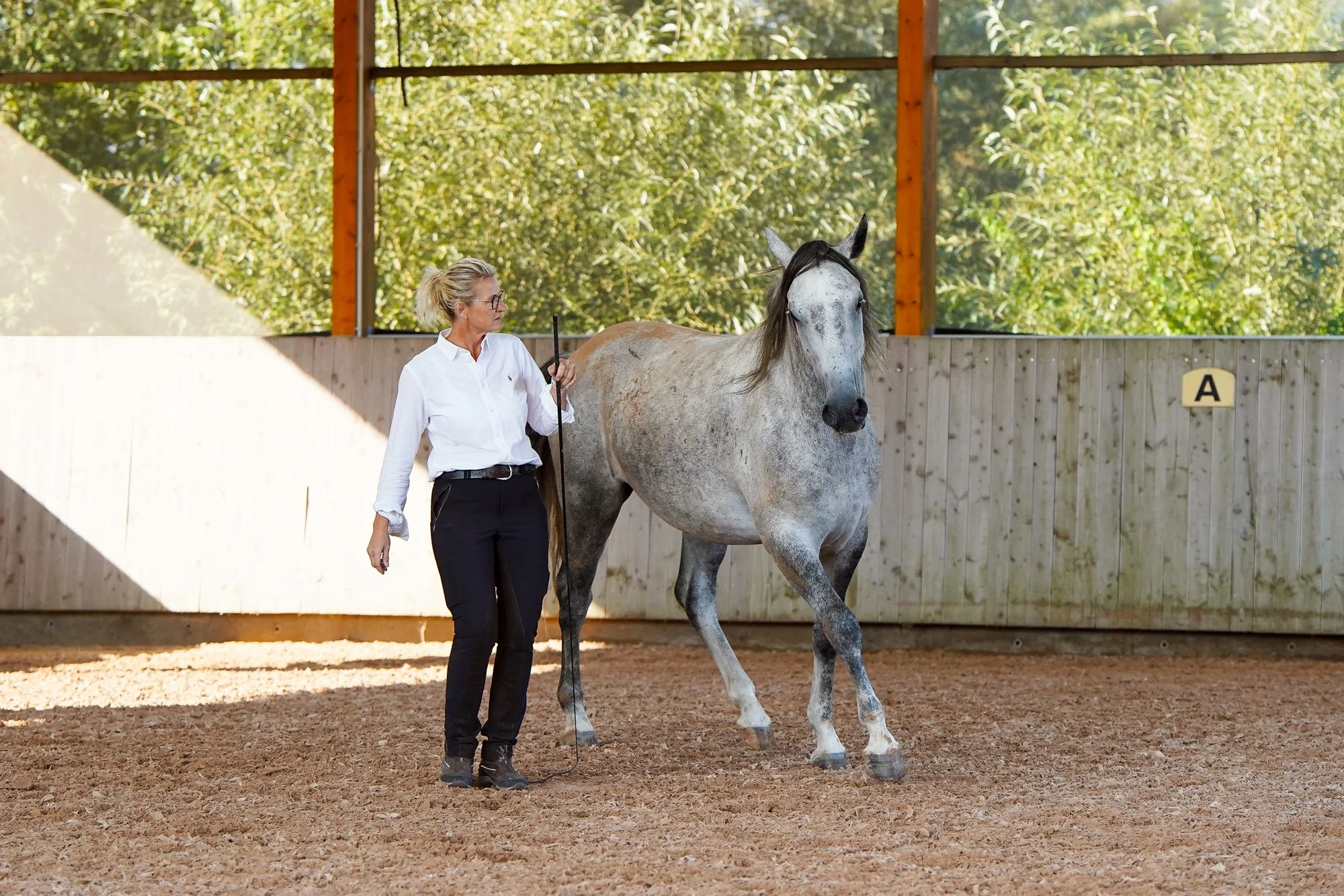 Sibylle Vahl von Reiten im Miteinander in Südniedersachsen, wie sie mit einem Pferd Freiarbeit nach akademischer Reitkunst macht.