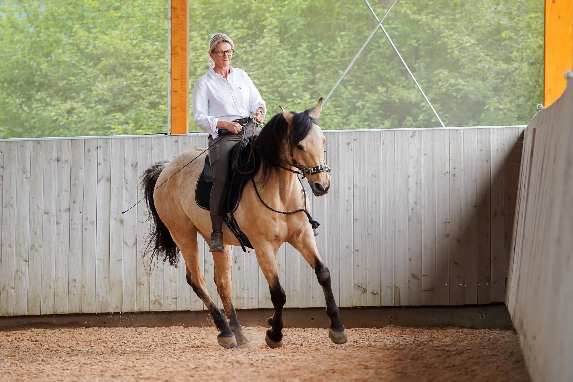 Sibylle Vahl von Reiten im Miteinander in Südniedersachsen, wie sie mit einem Quarterhorse-Araber nach akademischer Reitkunst reitet.
