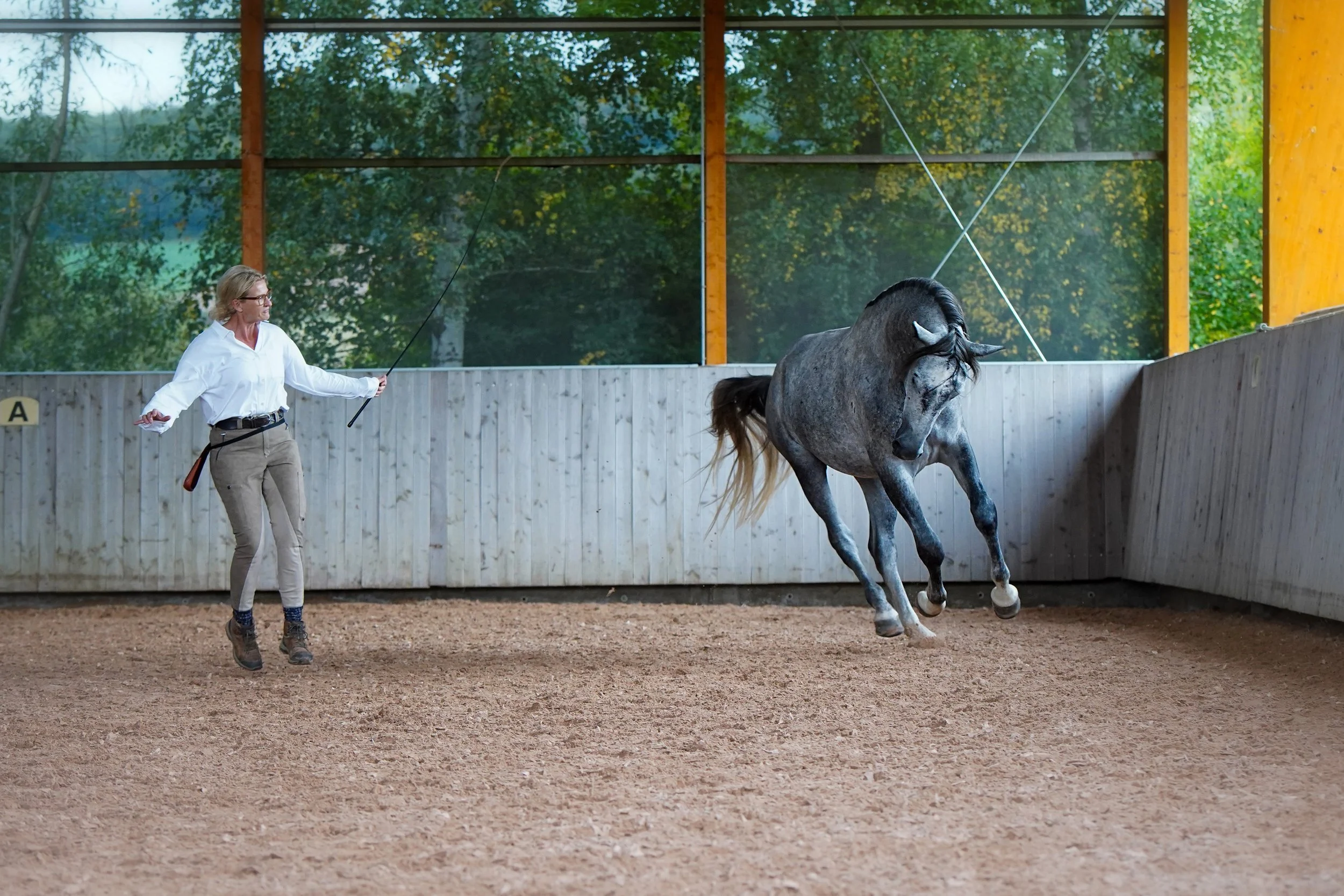 Sibylle Vahl von Reiten im Miteinander in Südniedersachsen, wie sie mit einem Pferd was imposant gallopiert Longenarbeit nach akademischer Reitkunst macht.