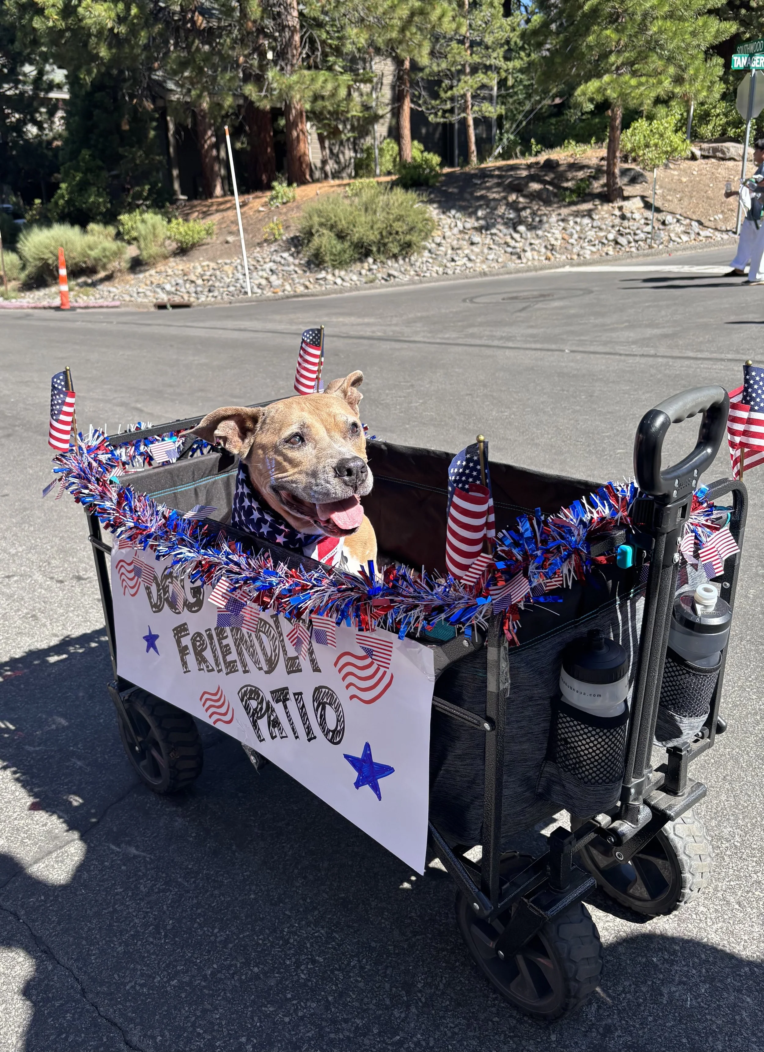 Peanut in the 2026n4th of July Local Heroes Parade 