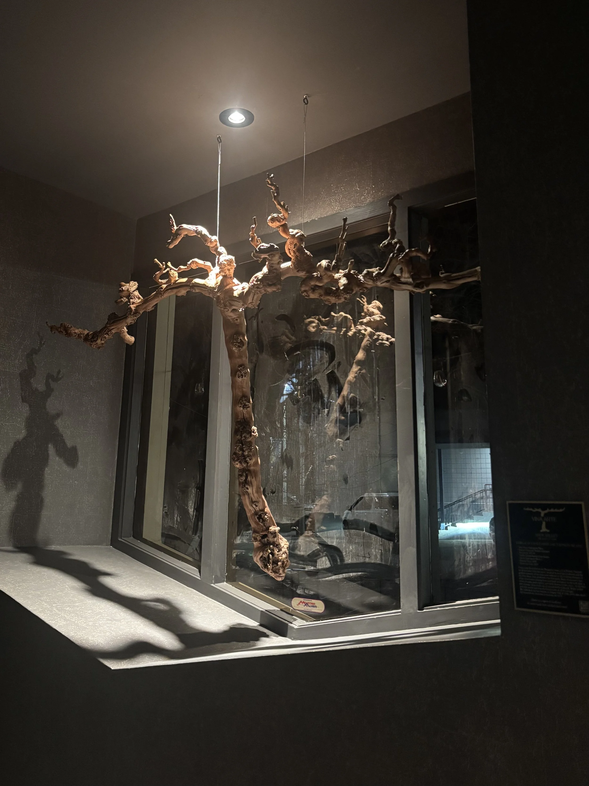 A piece of wood displayed in a glass case with a spotlight above, casting a shadow on the wall.
