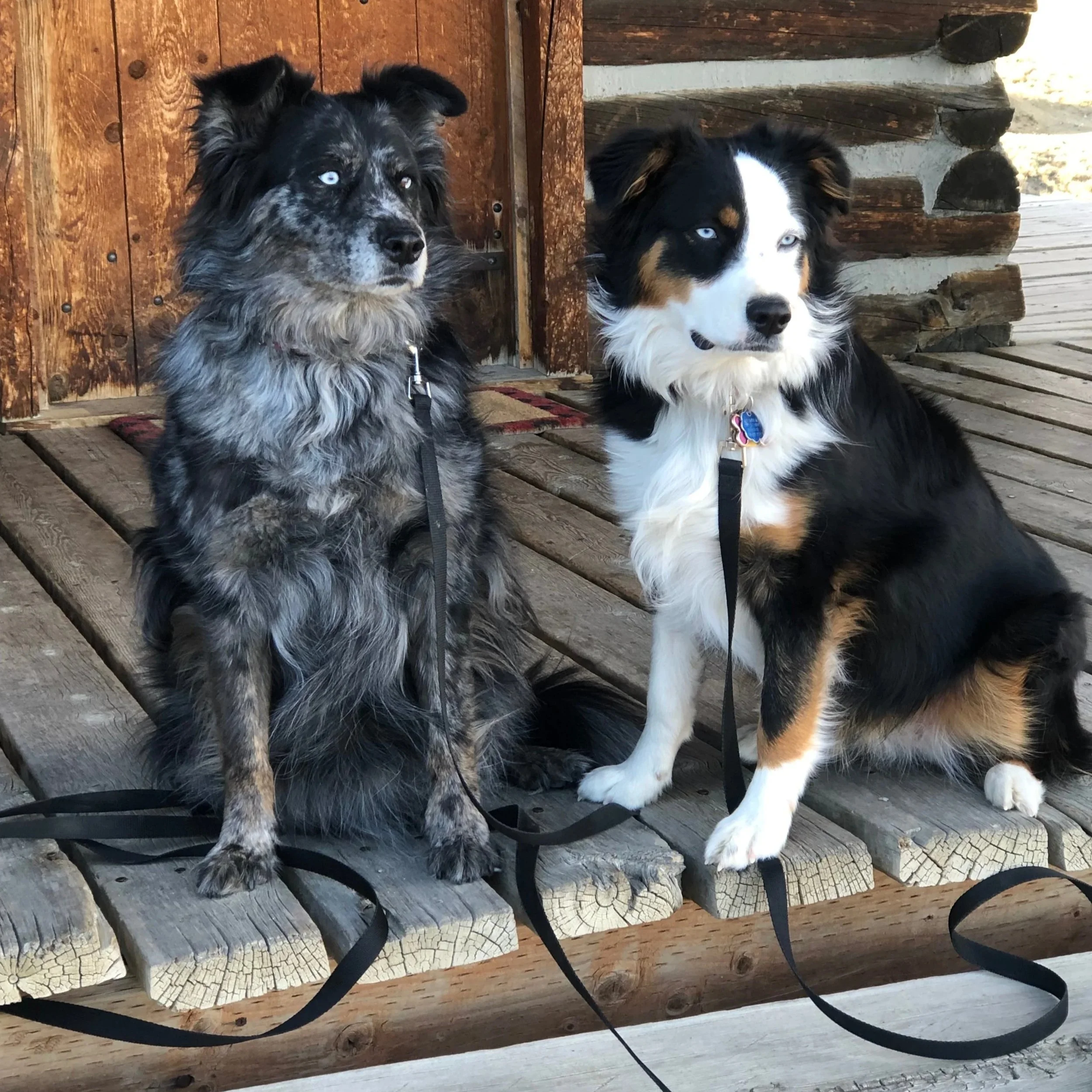 Two Australian Shepherd dogs, one with merle coat and the other with black, white, and tan coat, sitting on a wooden porch in front of a rustic wooden door, both wearing collars and leashes.