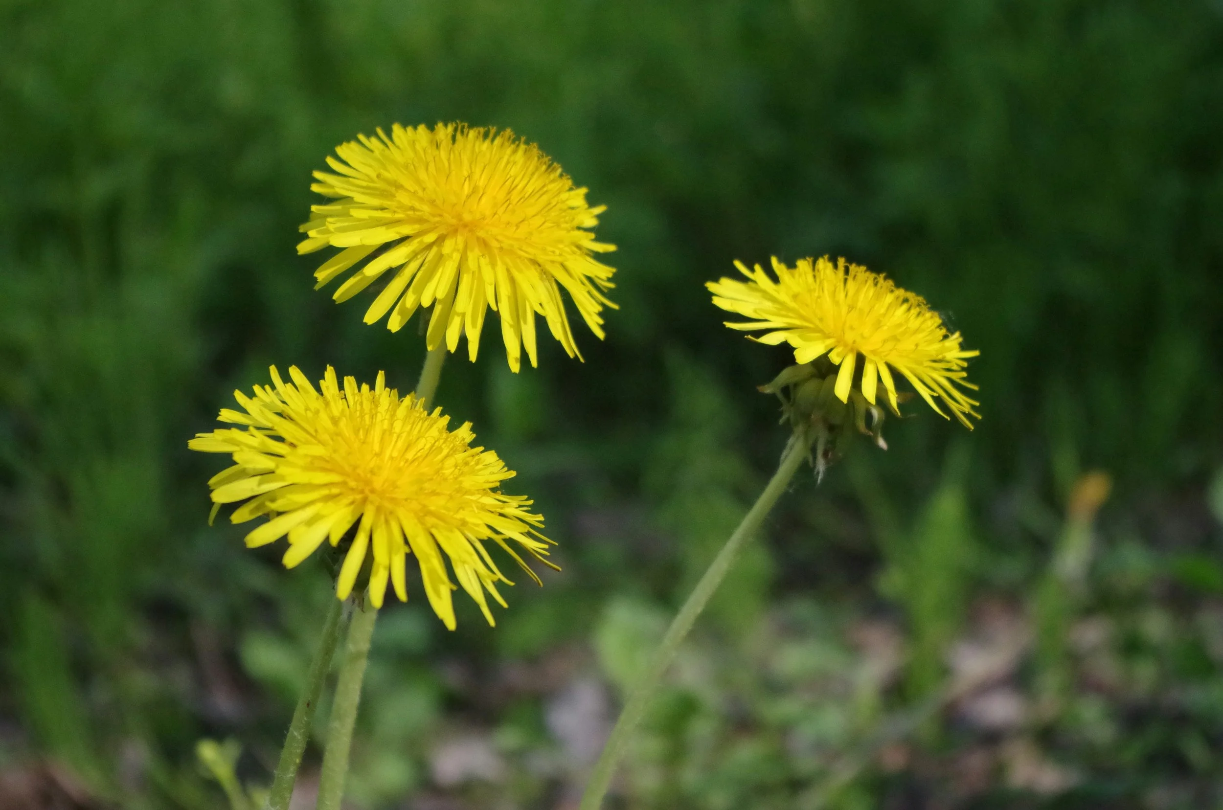three daisies in a field