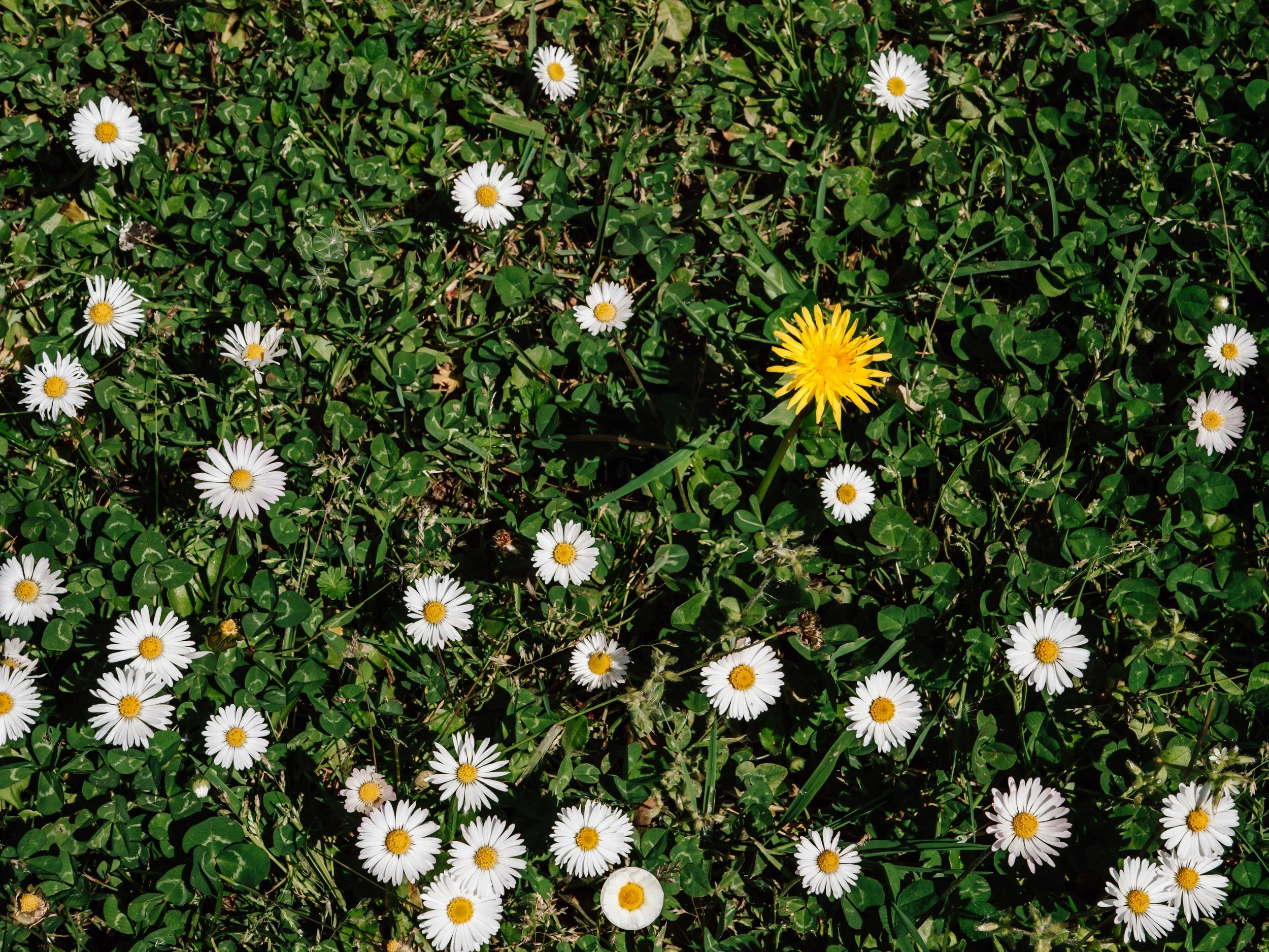 Dandelion amongst Daisies