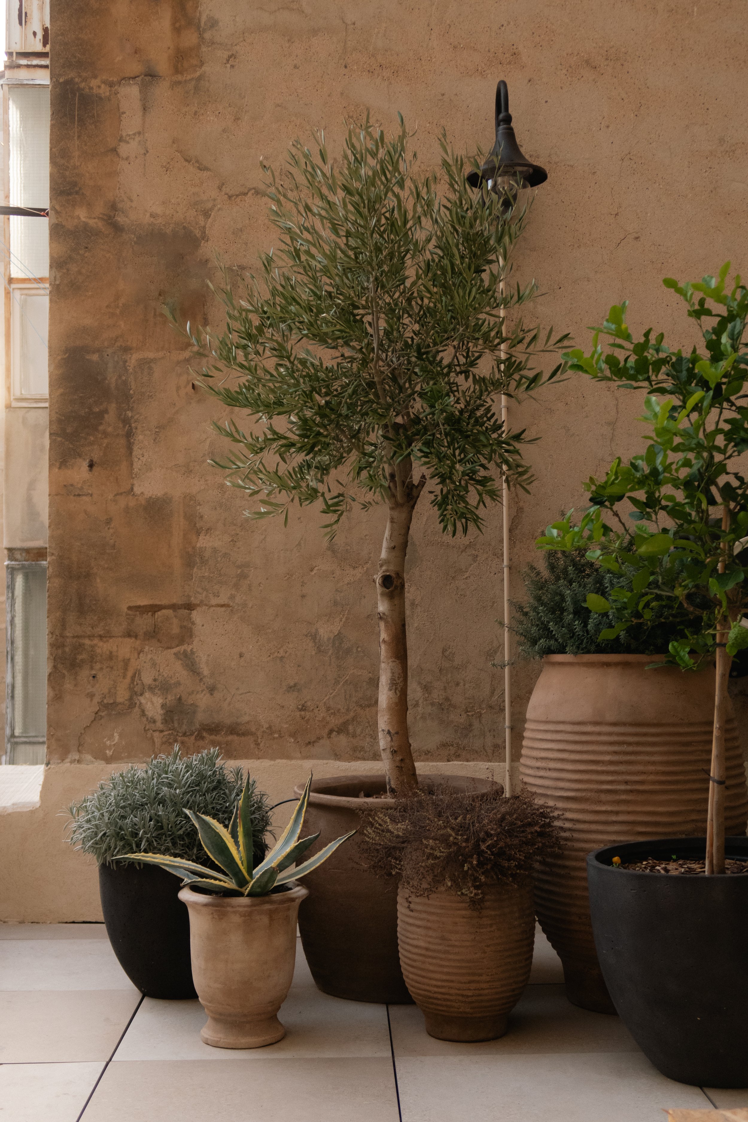 Plantes en pot sur un sol beige devant un mur en pierre. Inclut un olivier, un aloe verde, une plante en bush, et autres plantes vertes.