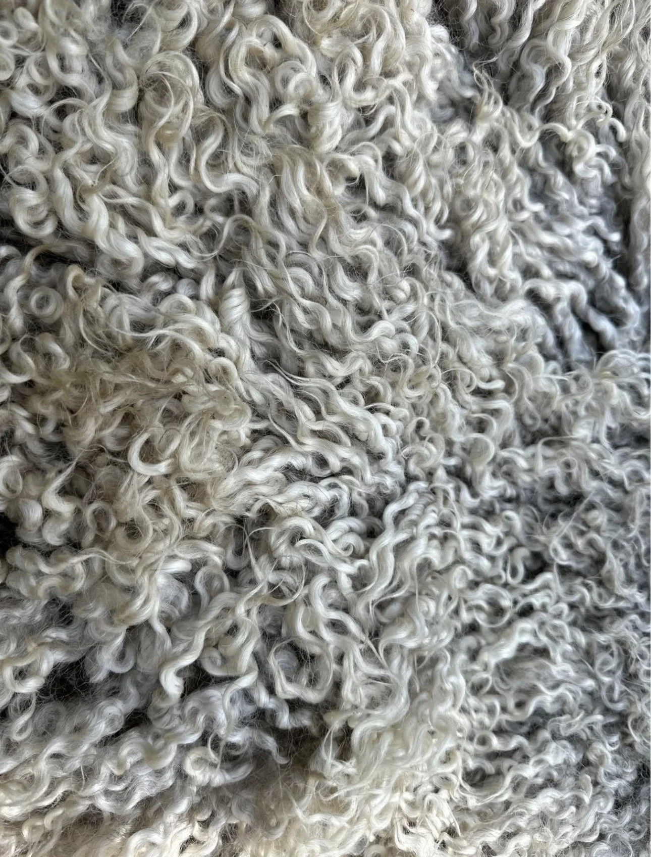 Shetland / Gotland / Icelandic / Greyface Dartmoor / North Ronaldsay