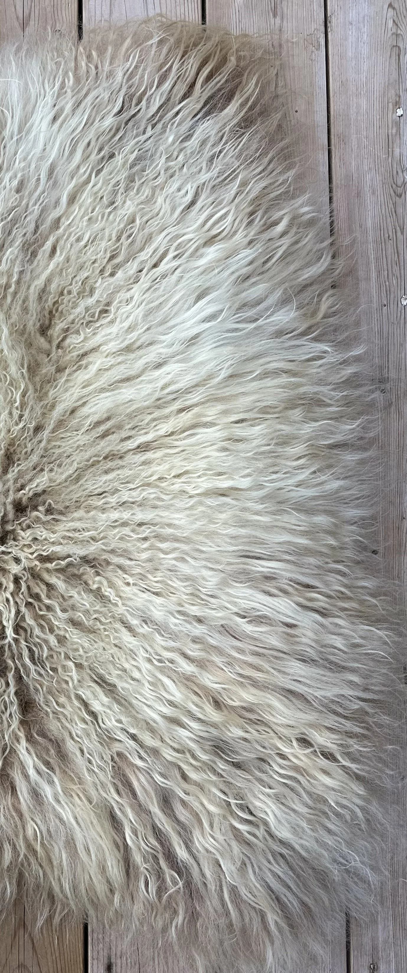 ‘Biscuit’- Icelandic