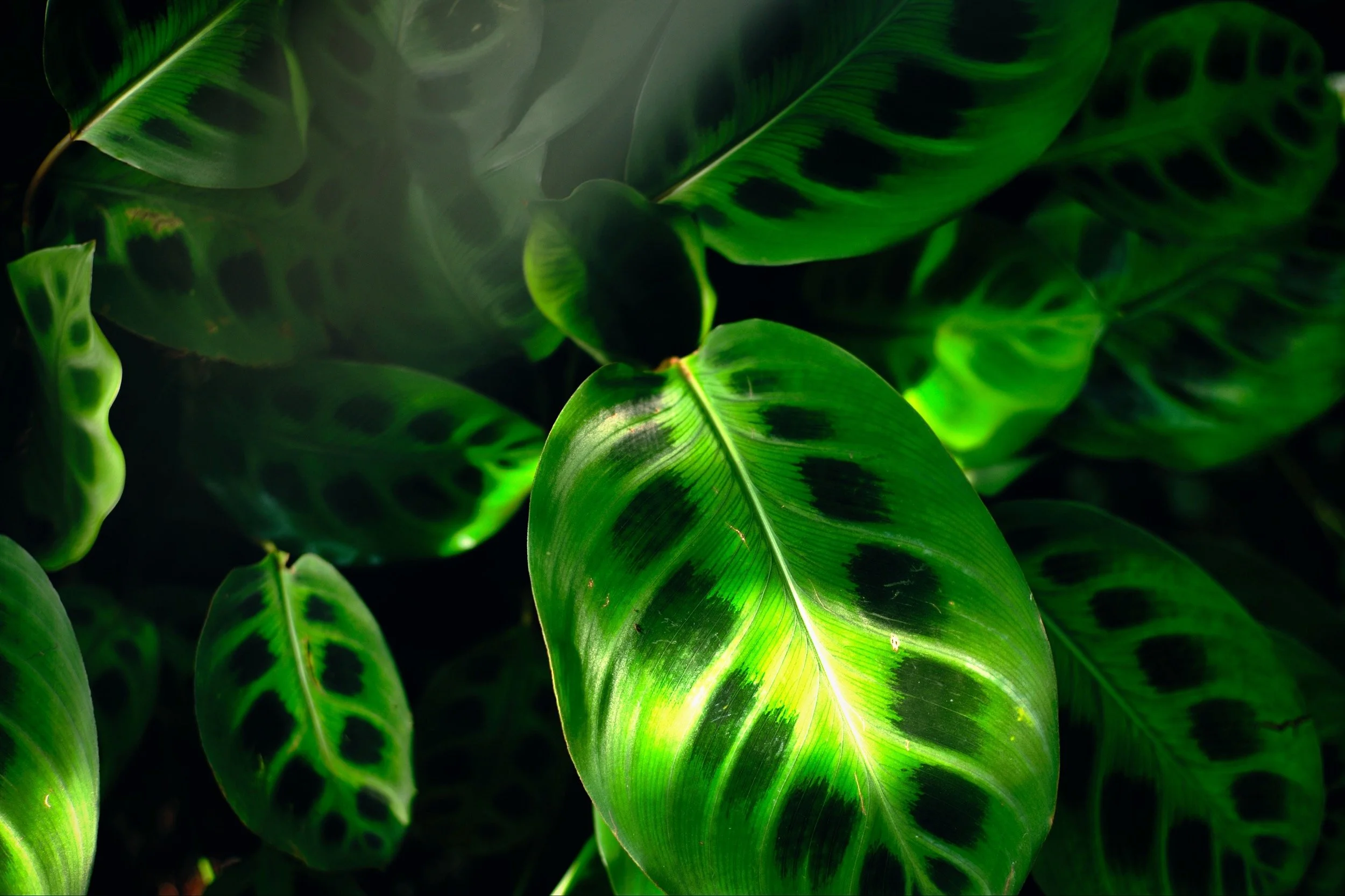 Plants