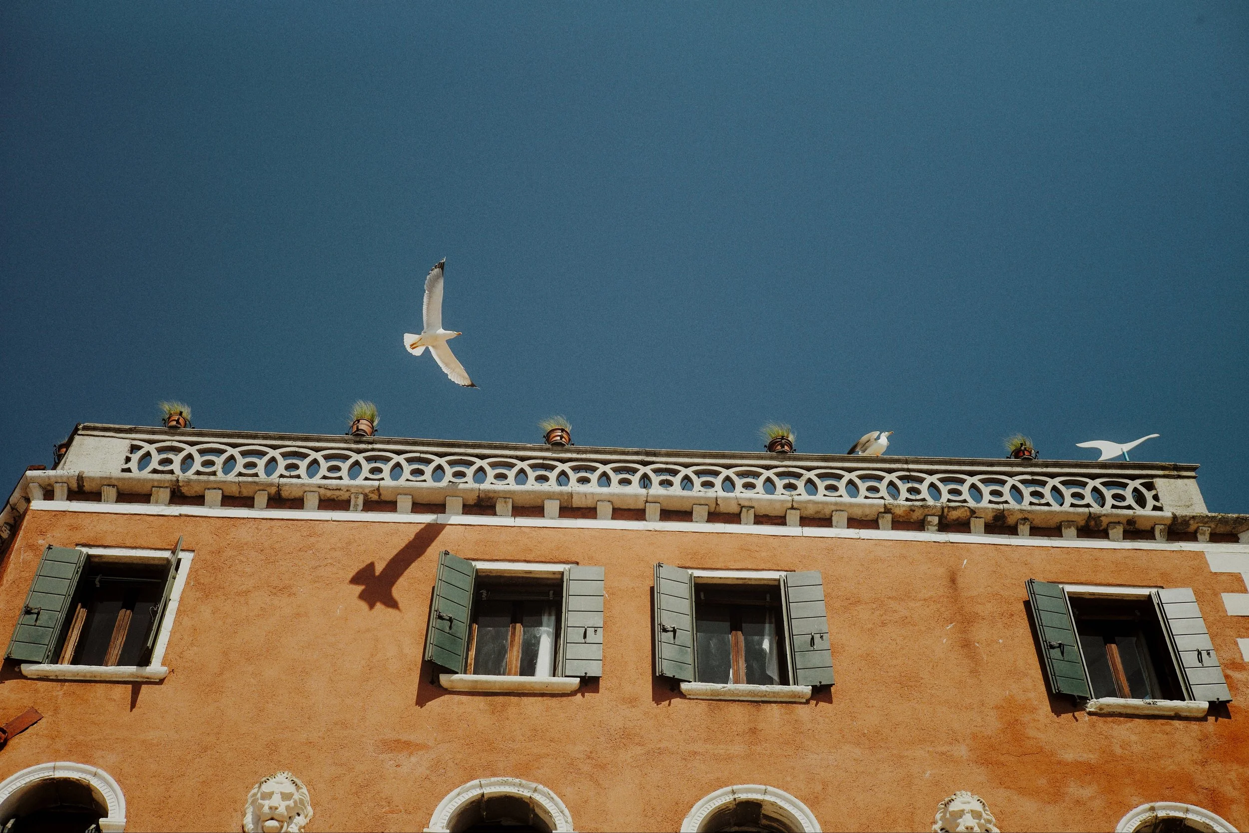 Venice Seagulls