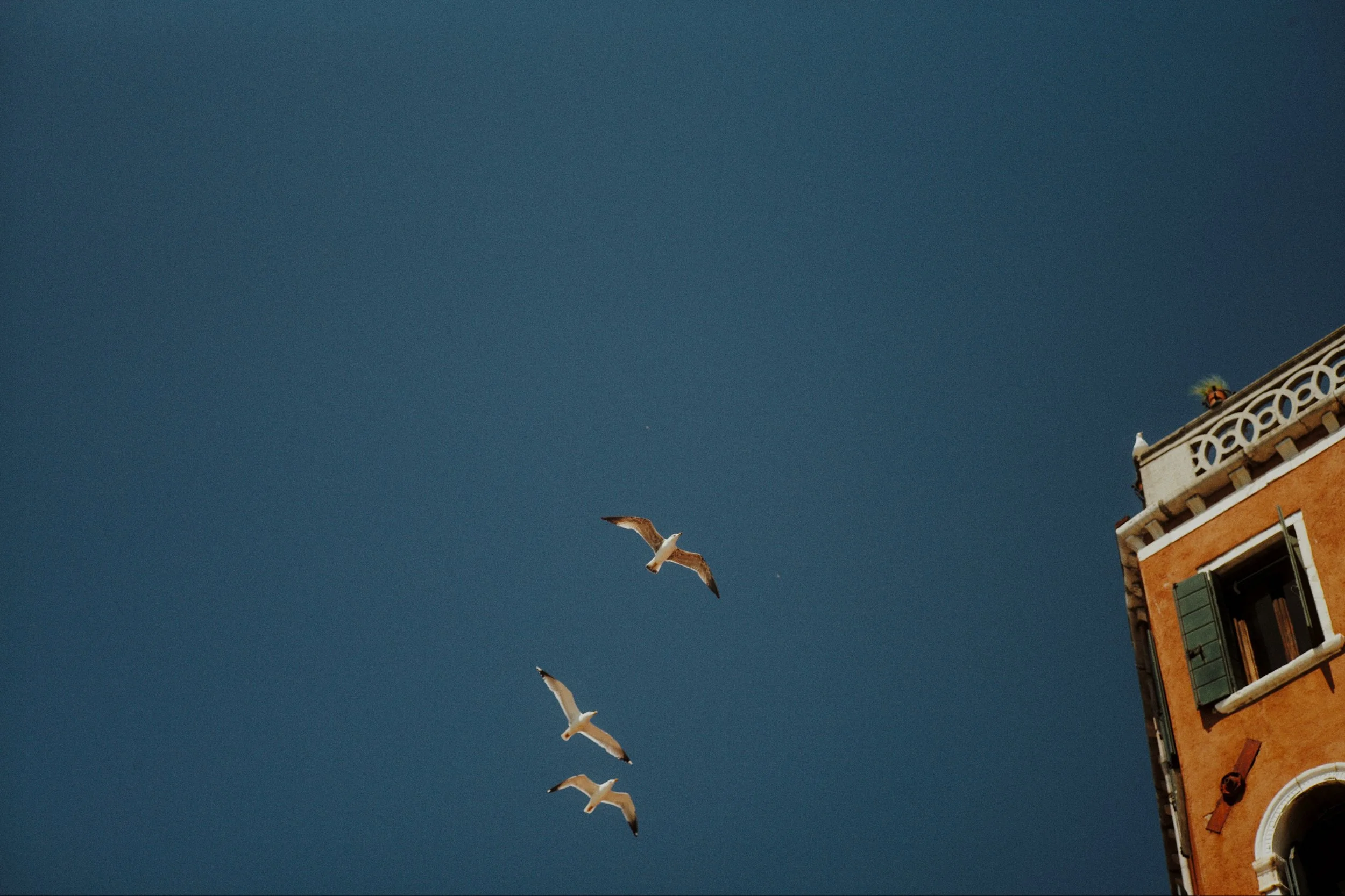 Seagulls