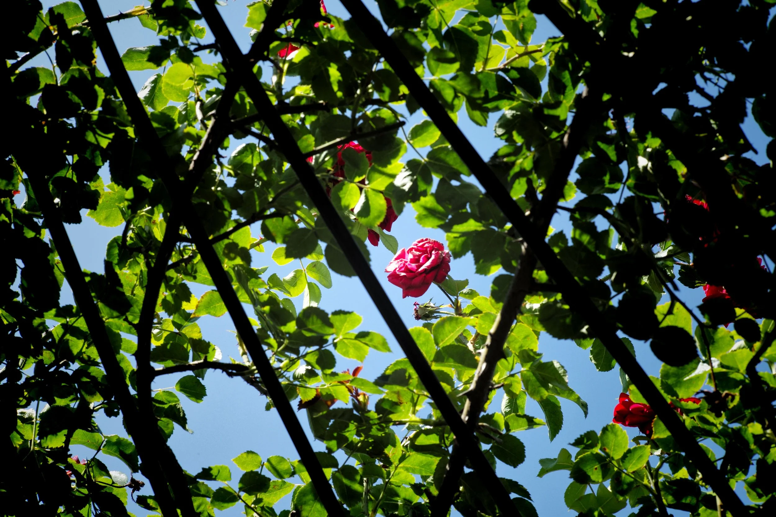 Wallpaper - 2 of 57.jpeg