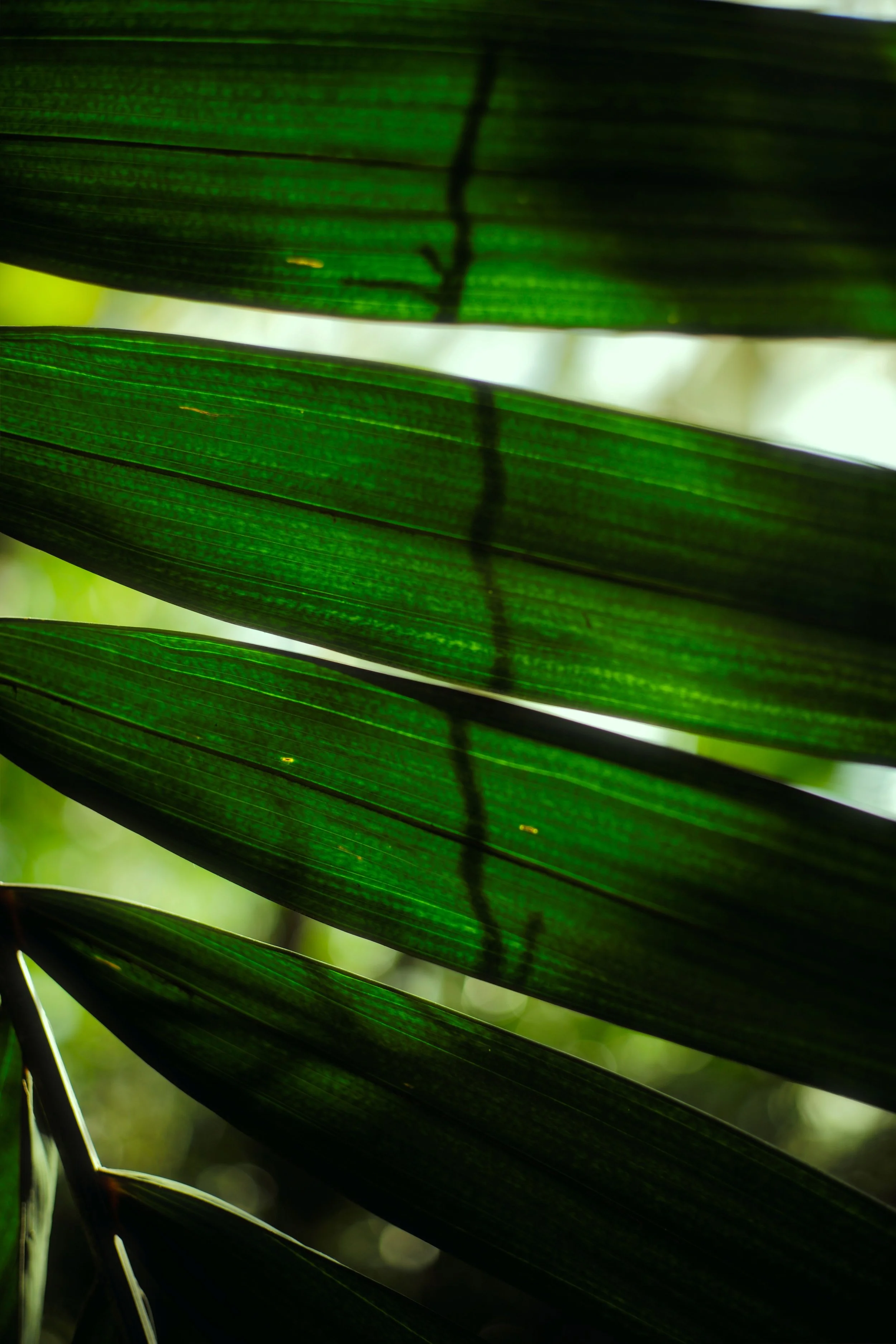 Plants