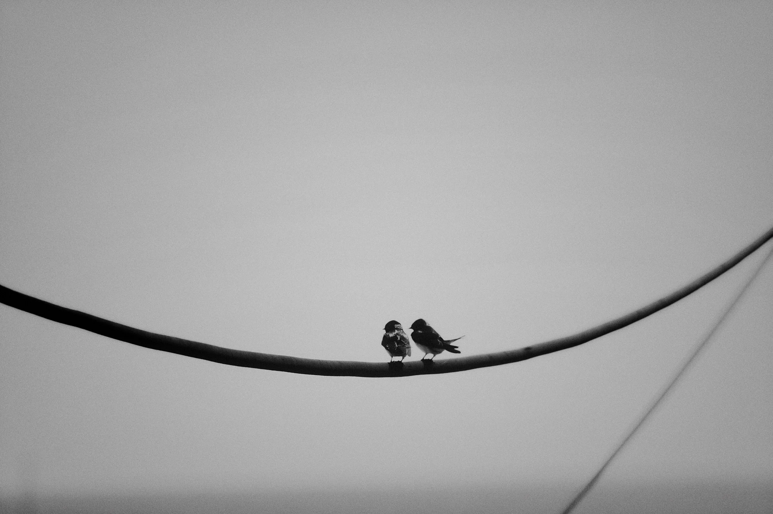 Two Birds