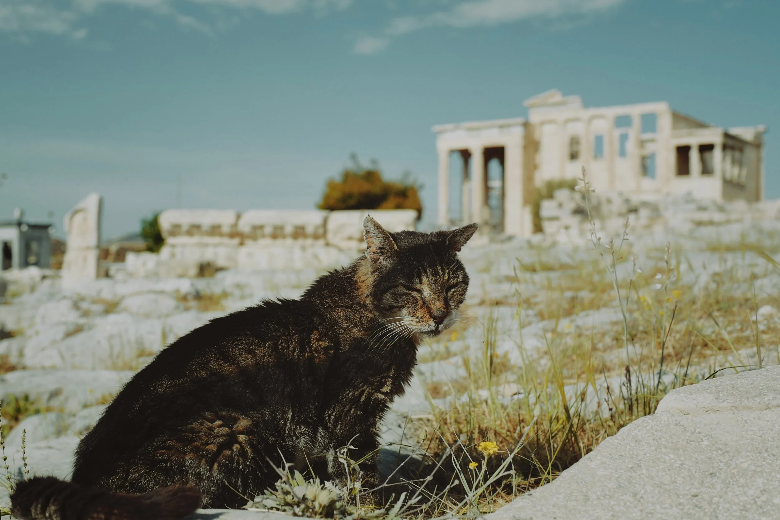 Cat in Athens