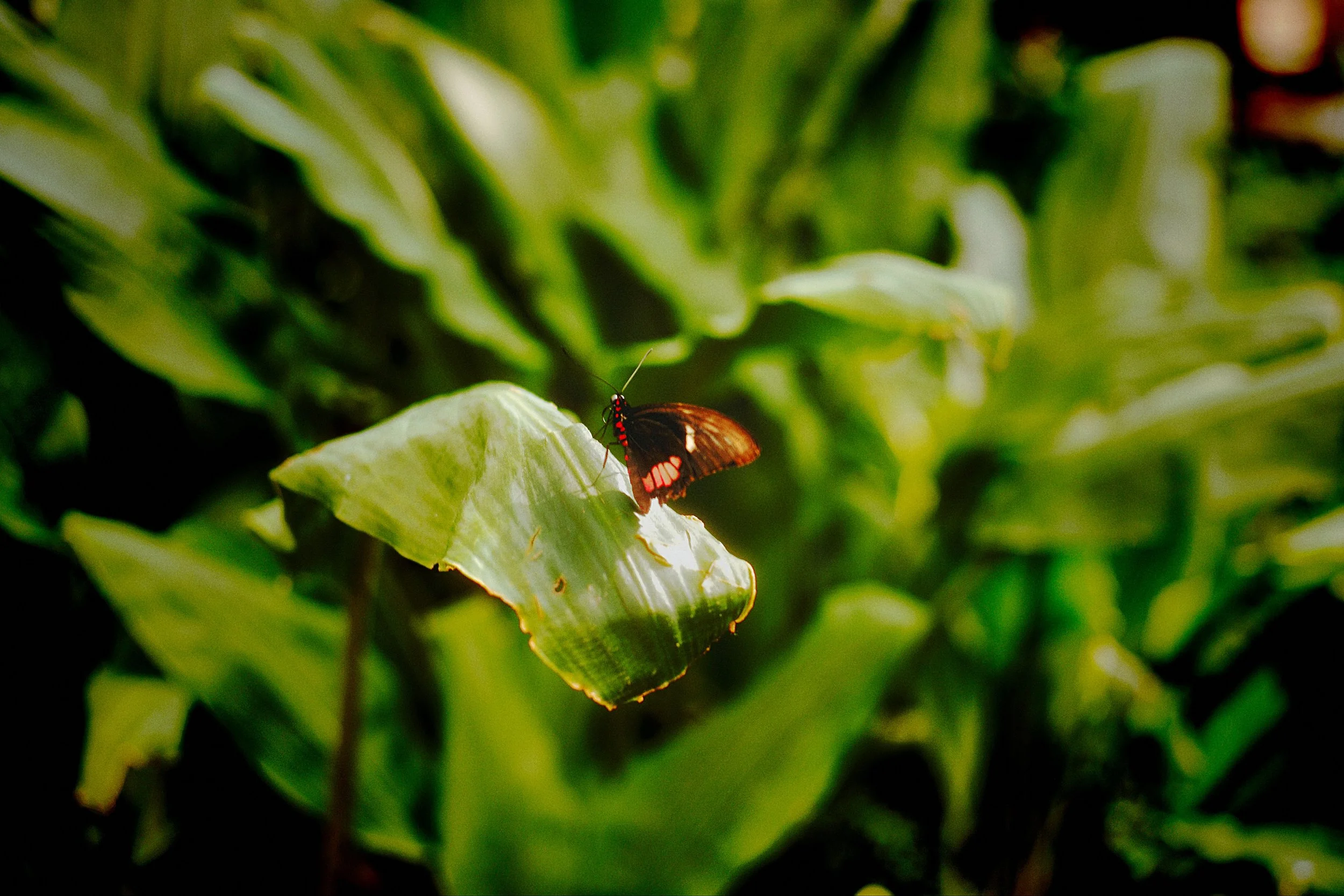 Butterfly Green