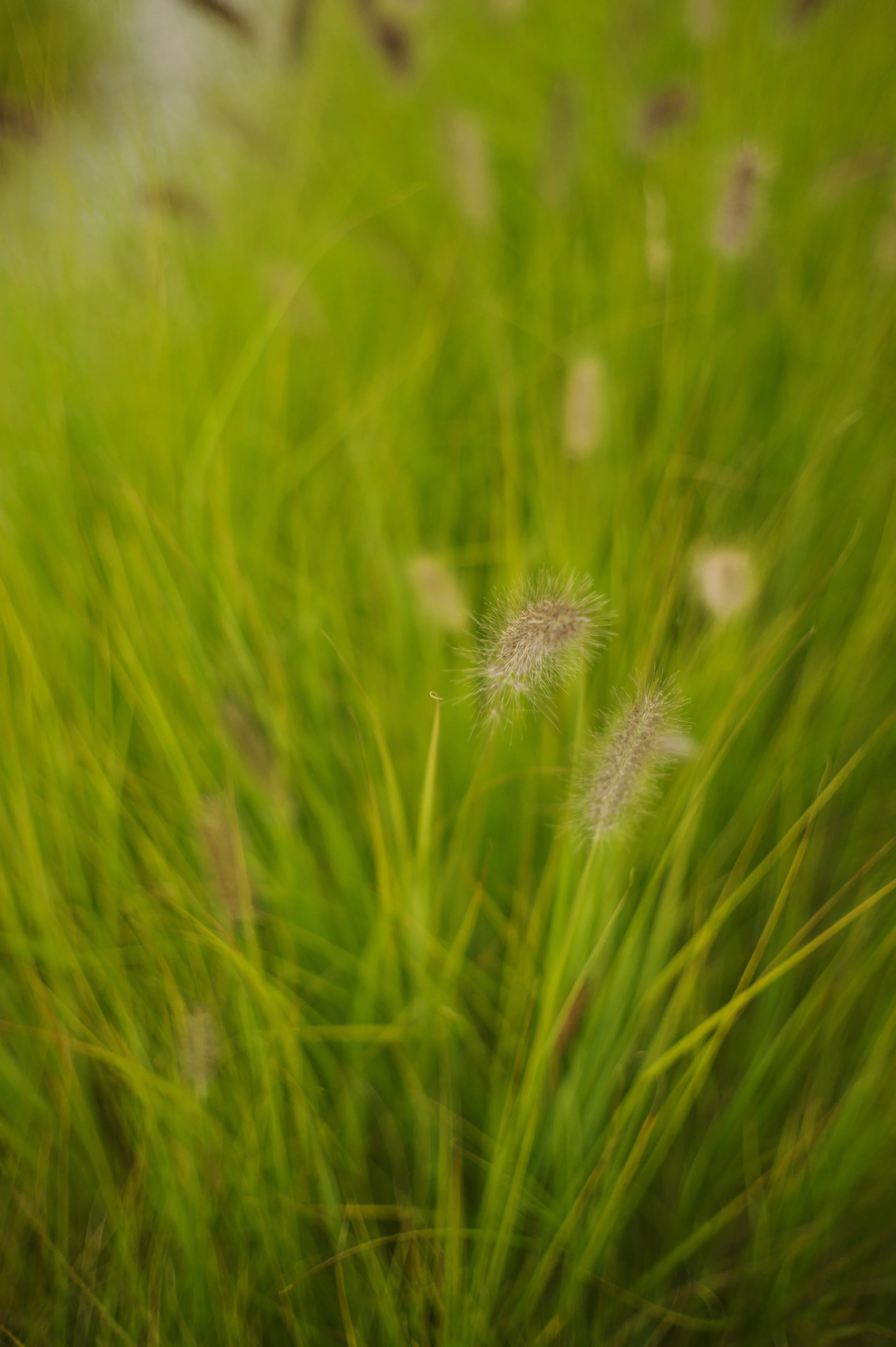 Wallpaper - 12 of 53.jpeg