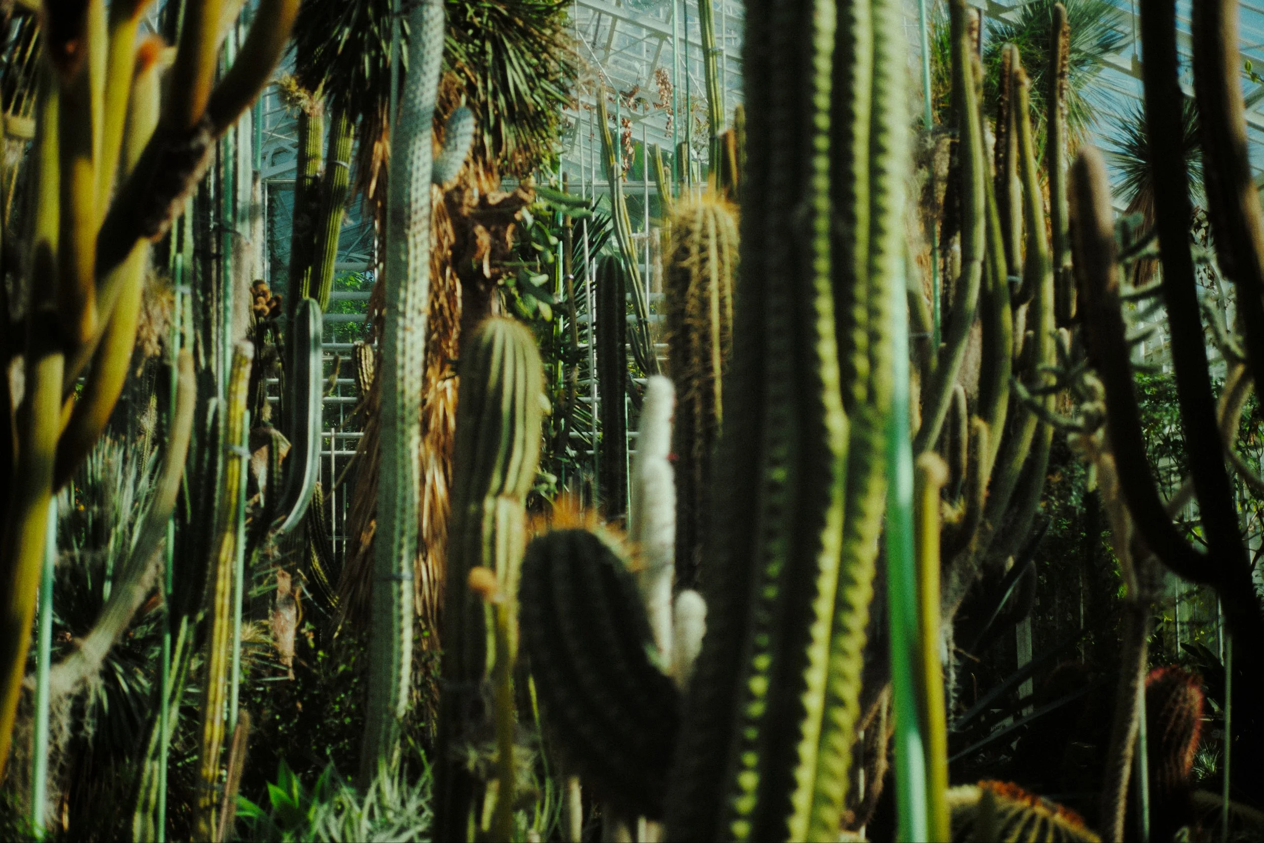 Plants