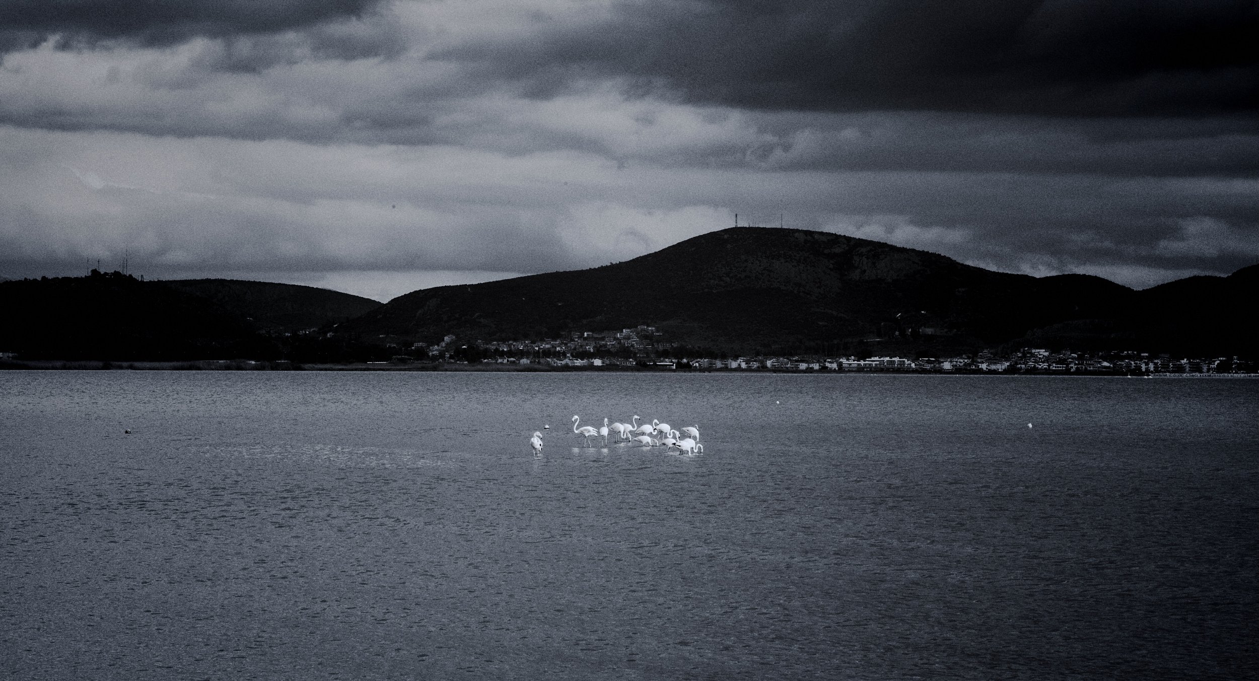 Flamingos before Nafplio