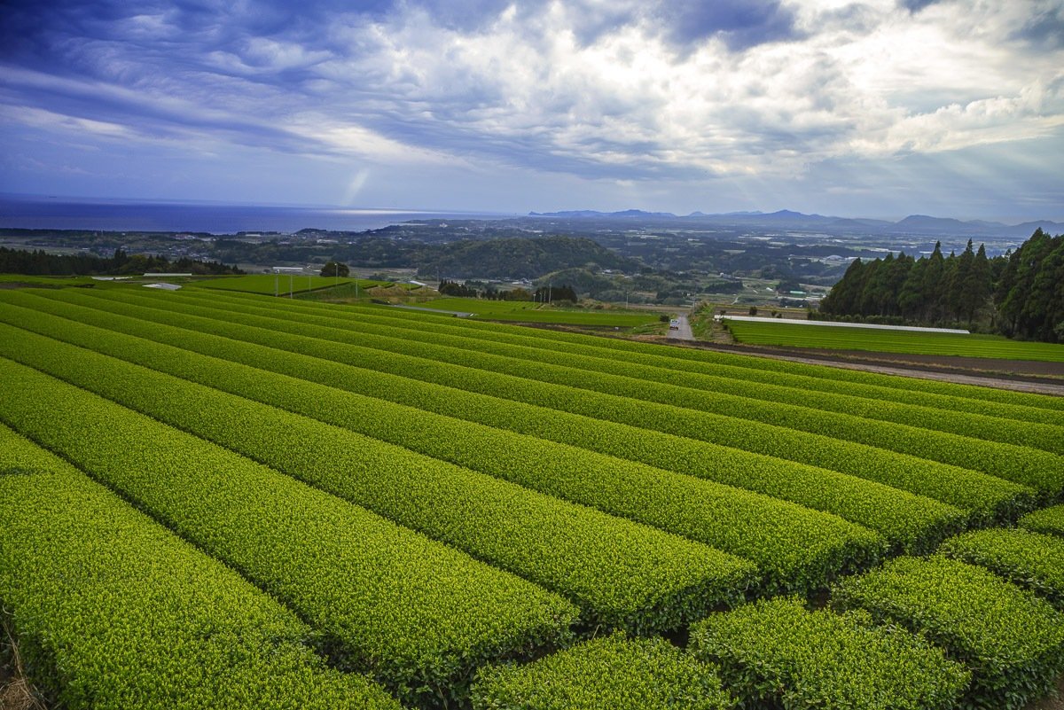 Eco Farming ? How do they manage to do it with no pesticides.  Kyushu Single Estate: Award Winning ECO-Farm Land.

Interview of the family farm owner:
