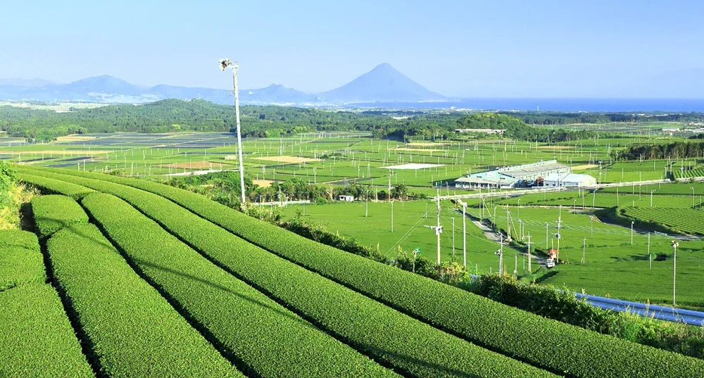 Kagoshima tea field.webp