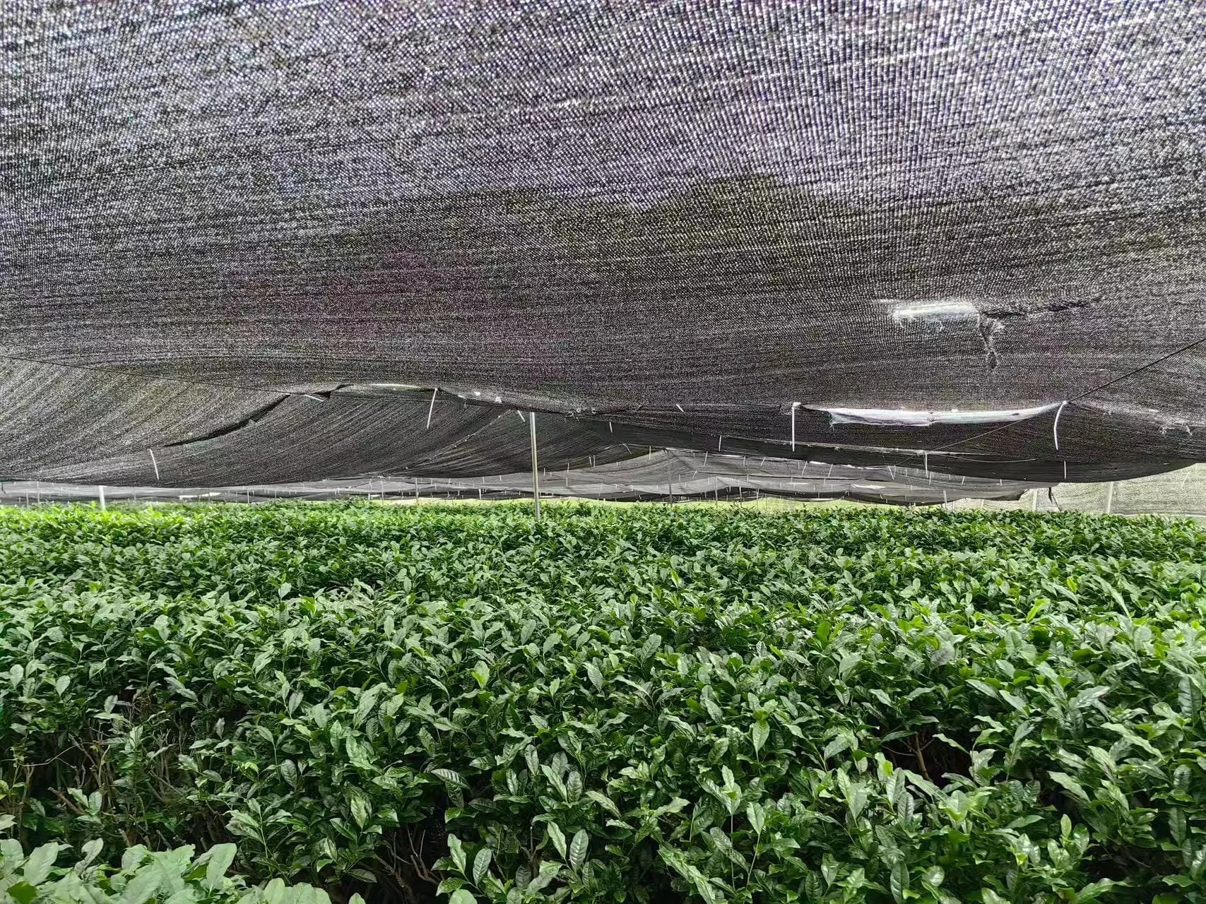 Did you know shading tea plants makes matcha stronger? Covering them boosts umami flavor, creating a unique balance without intense bitterness.