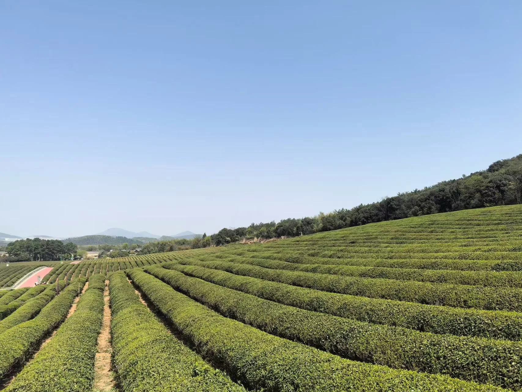 Green tea plantation with rows of tea bushes on rolling hills under a clear blue sky.