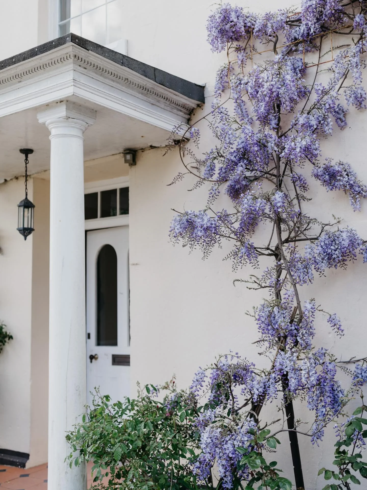 Nothing quite compares to wisteria in full bloom. 

From late April into early May, the house is covered in wisteria across both the front and on the east side. A fleeting moment, but one of the most beautiful.

#wisteria #wisteriahysteria #springwed