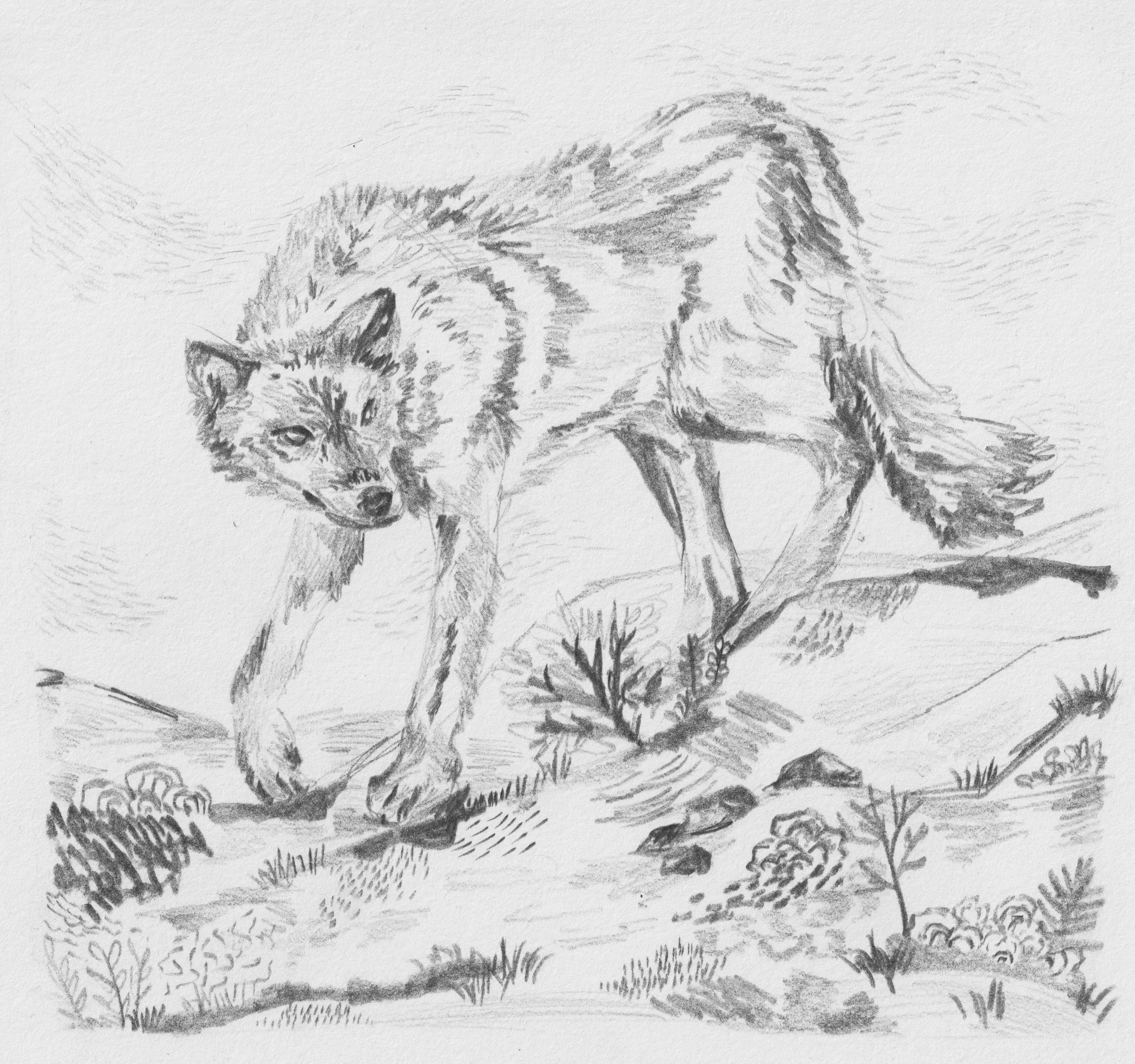 First Wolf New Style B&W.jpg