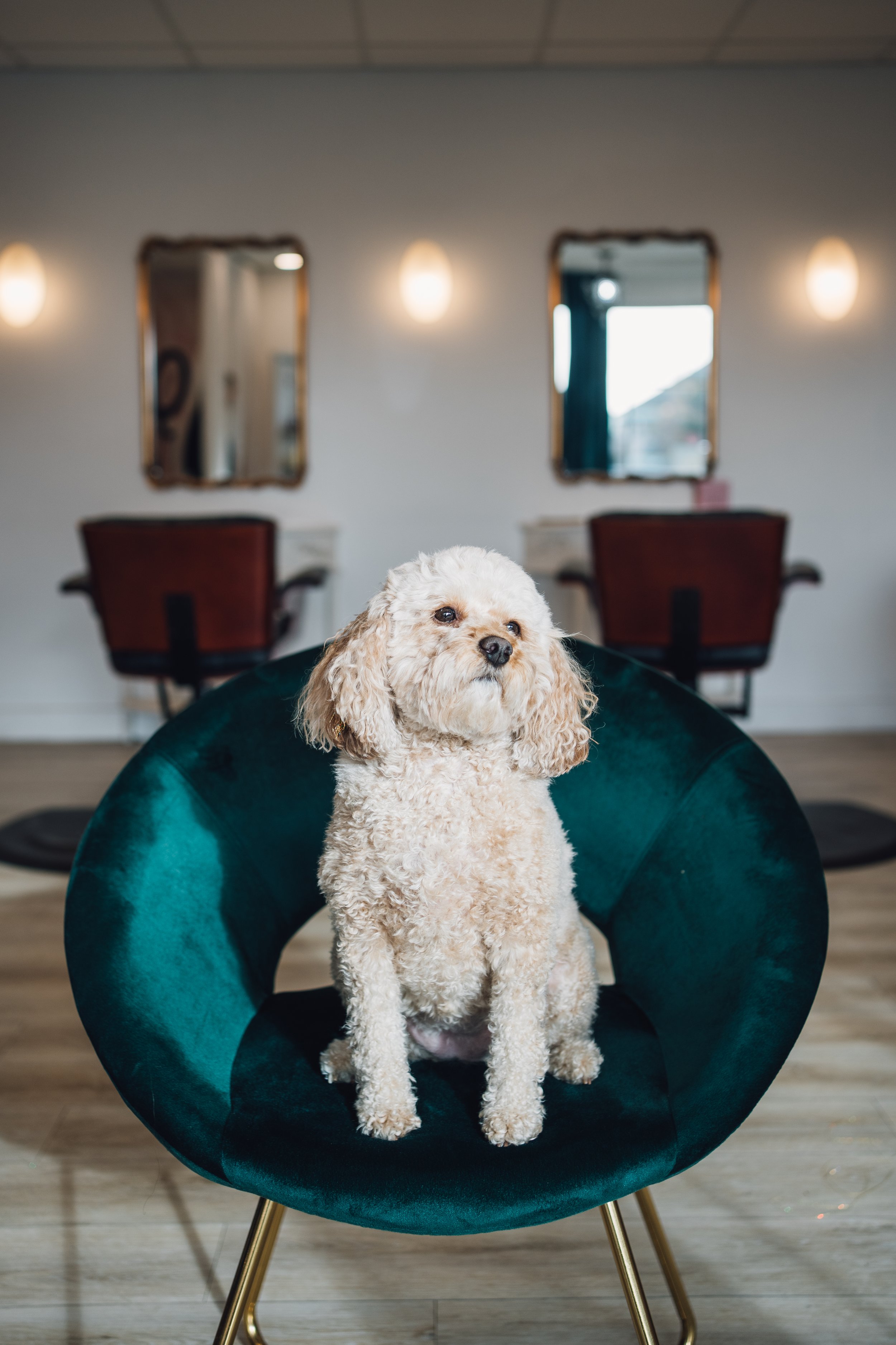 josie team photo