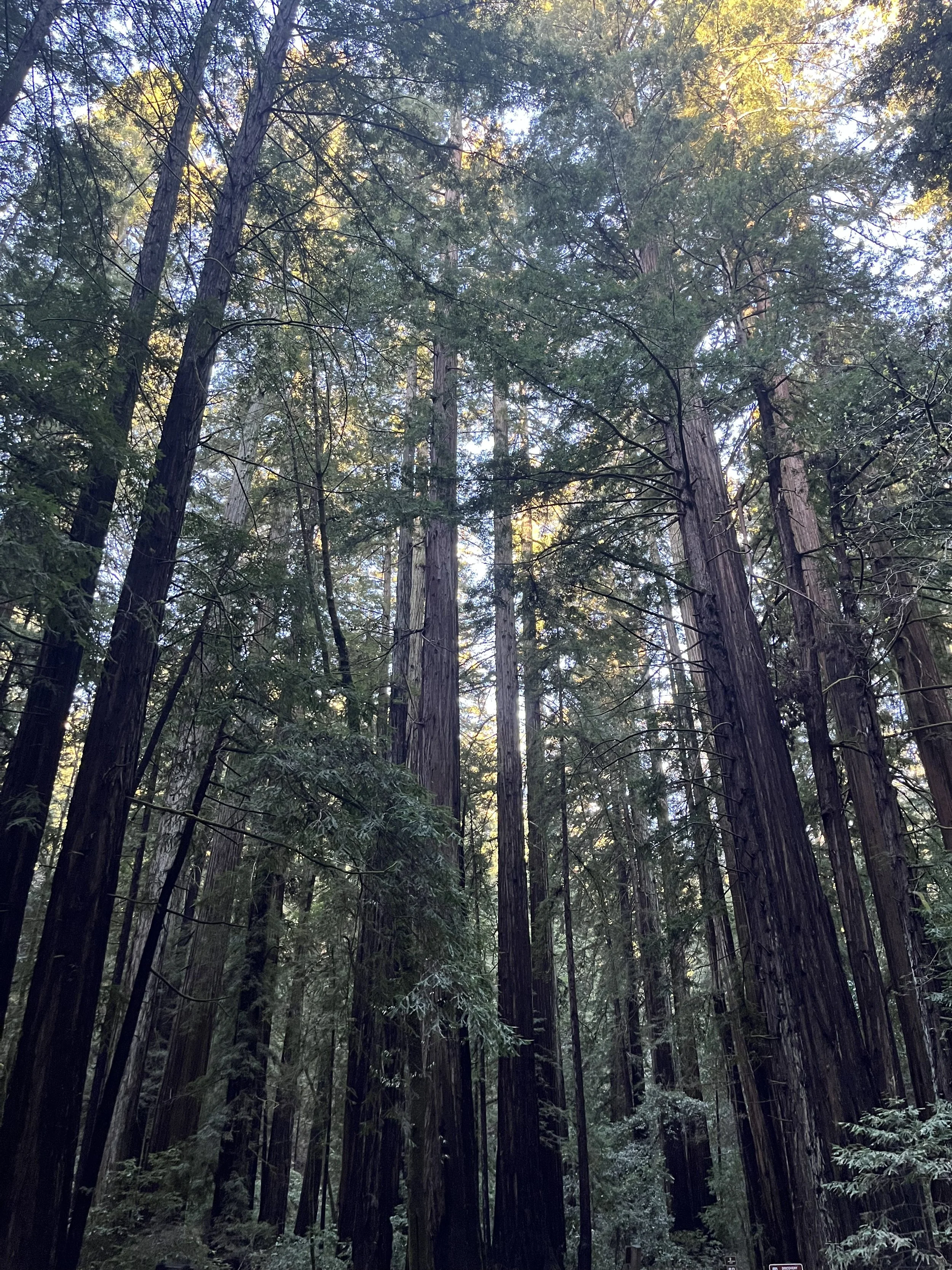 Tall, strong, rooted redwood trees in a dense forest with sunlight filtering through the canopy,  indicative of change and transformation.