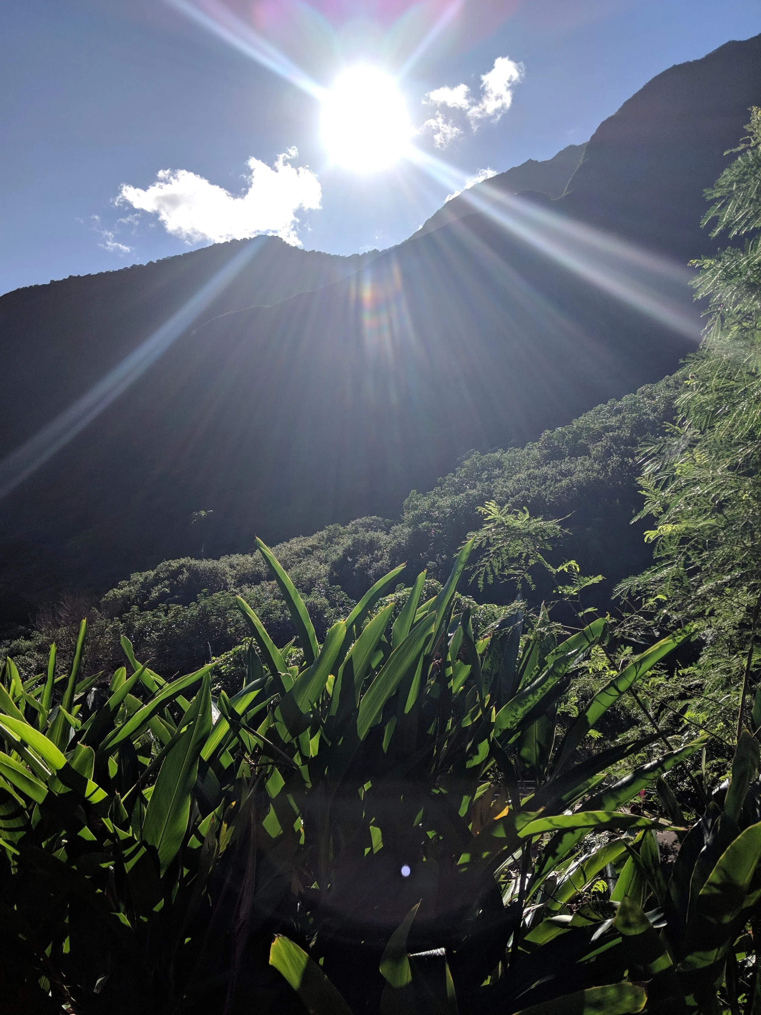 Bright, hopeful sun shining over a mountain landscape with green foliage and plants in the foreground,  indicative of change and transformation.