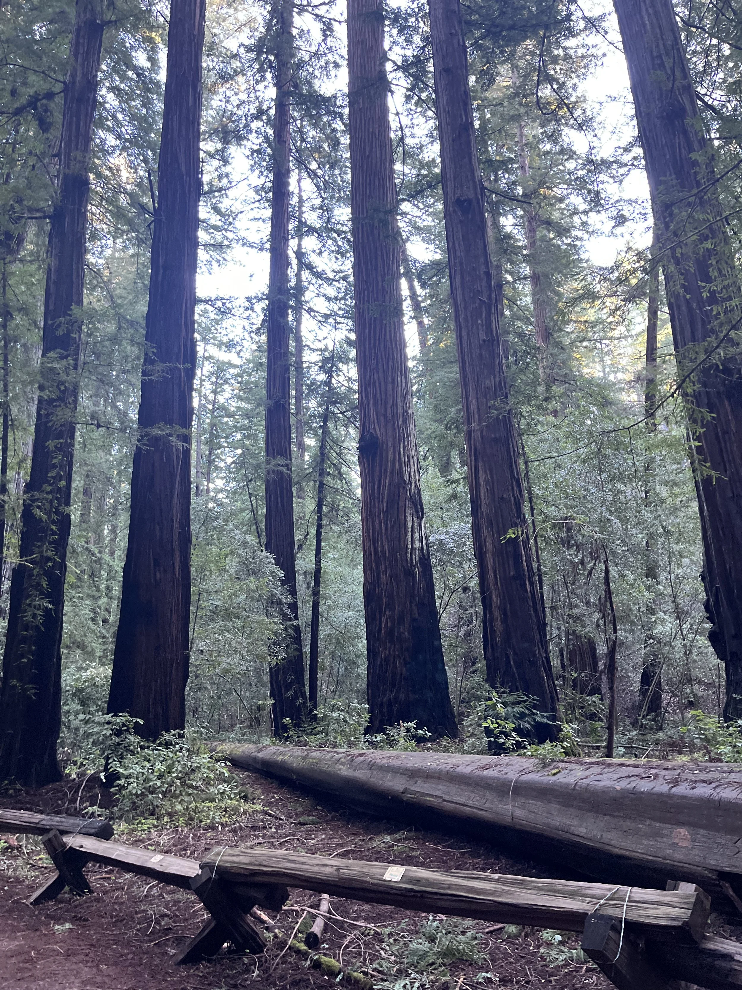 A serene forest scene with tall, strong redwood trees, fallen logs, and benches in the woods,  indicative of change and transformation.