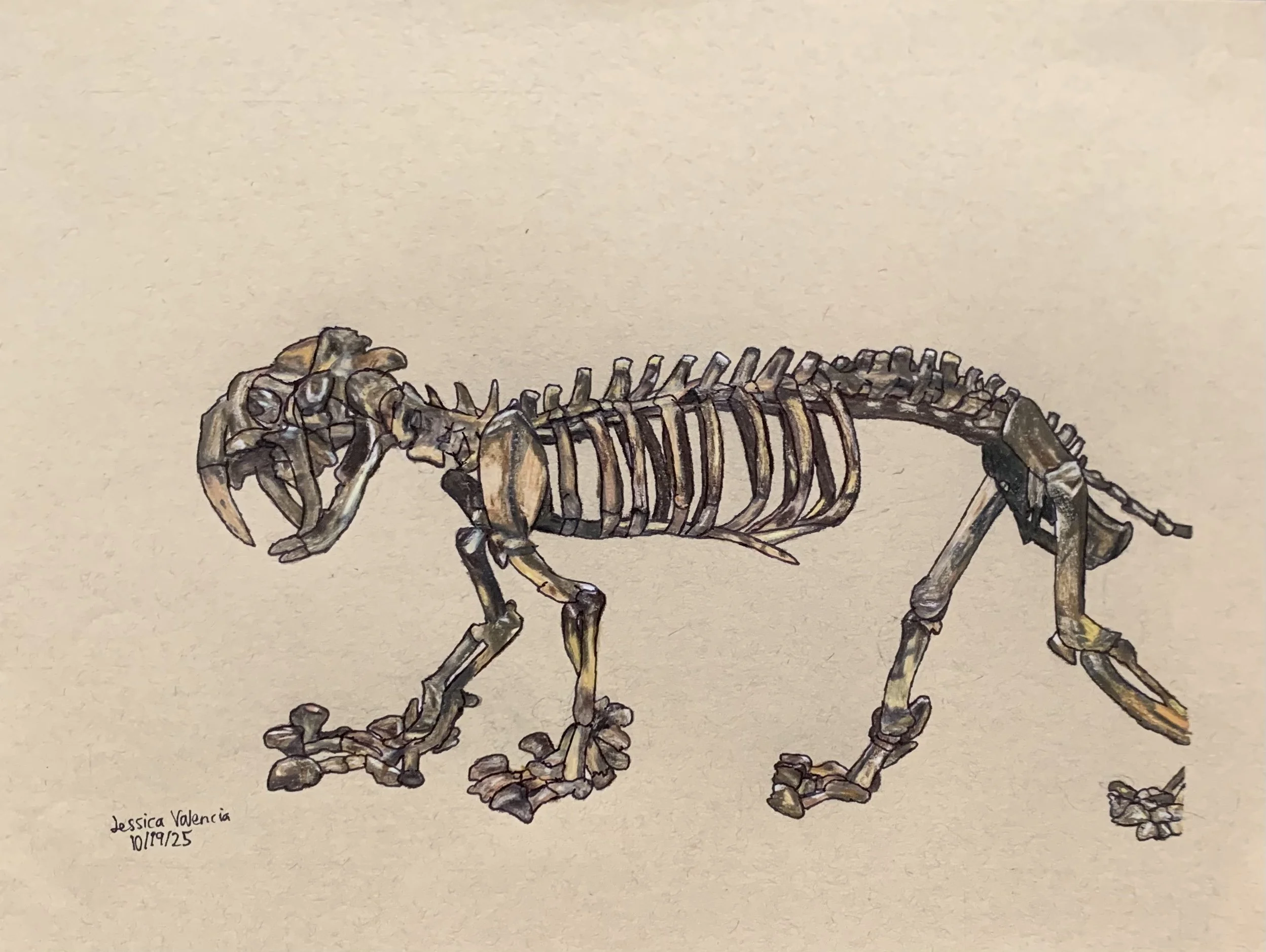 Smilodon Skeleton