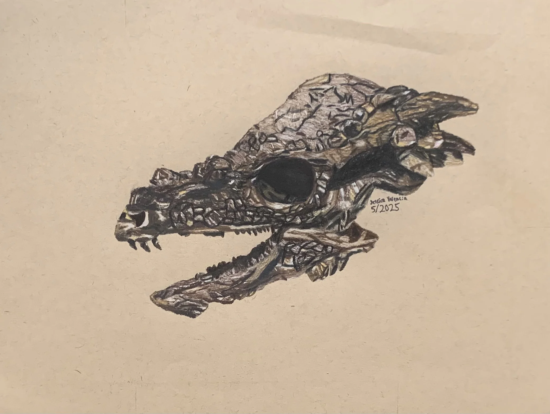 Pachycephalosaurus Skull