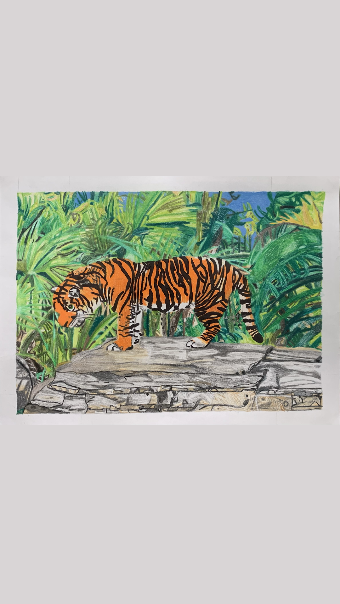 Sumatran Tiger