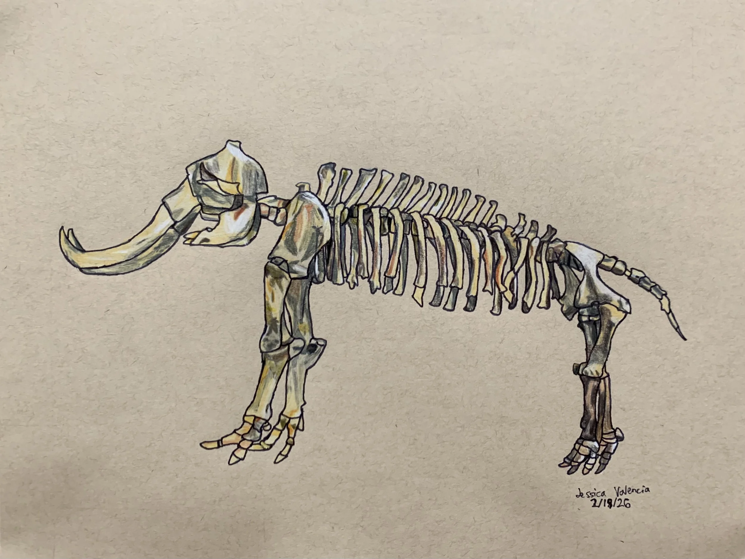 Columbian Mammoth