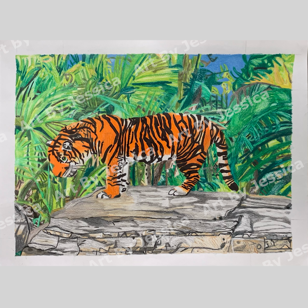 Sumatran Tiger