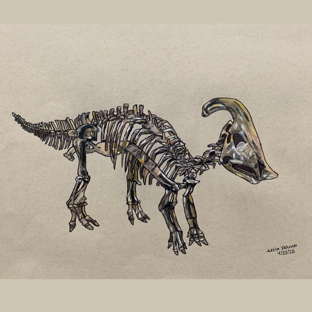 Parasaurolophus Skeleton 