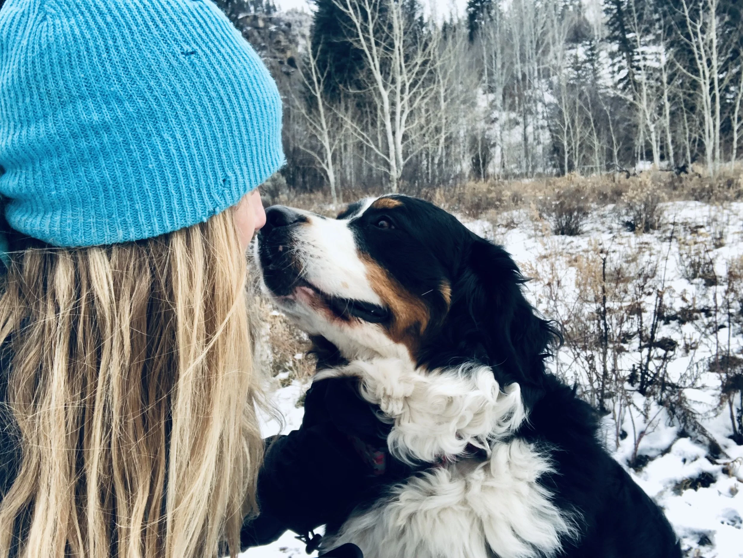 Regal Rose, a Bernese Mountain D