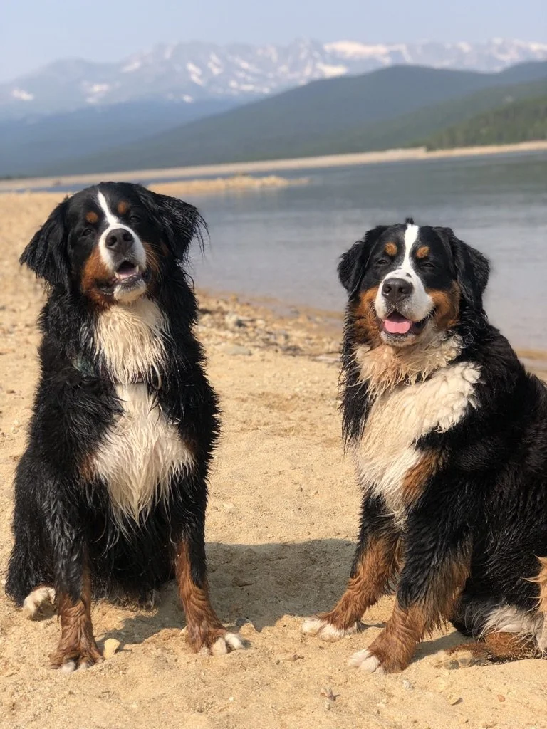 Life Advice from Two Bernese Mountain Dogs
