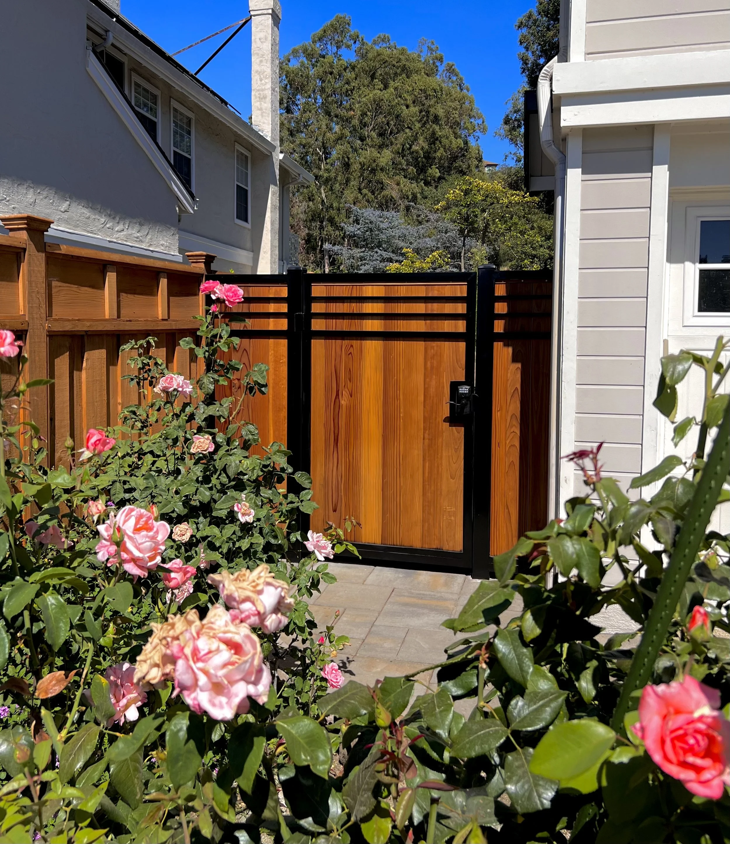 A backyard with pink roses and greeen plants in the foreground, a wooden gate ahead, and neighboring houses with trees in the background under a blue sky.