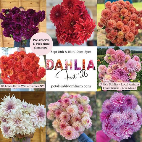 Dahlia Festival