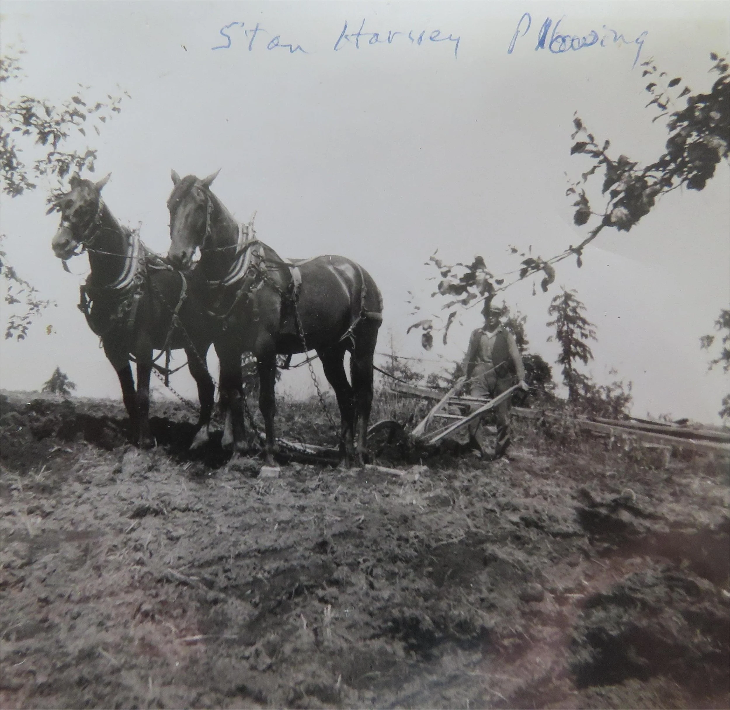 Black and white photo of a man standing in a field with a two-horse plow. The horses are harnessed and facing forward, and the man is holding the plow handles. Some trees and branches are visible in the background, and there is handwritten text at th